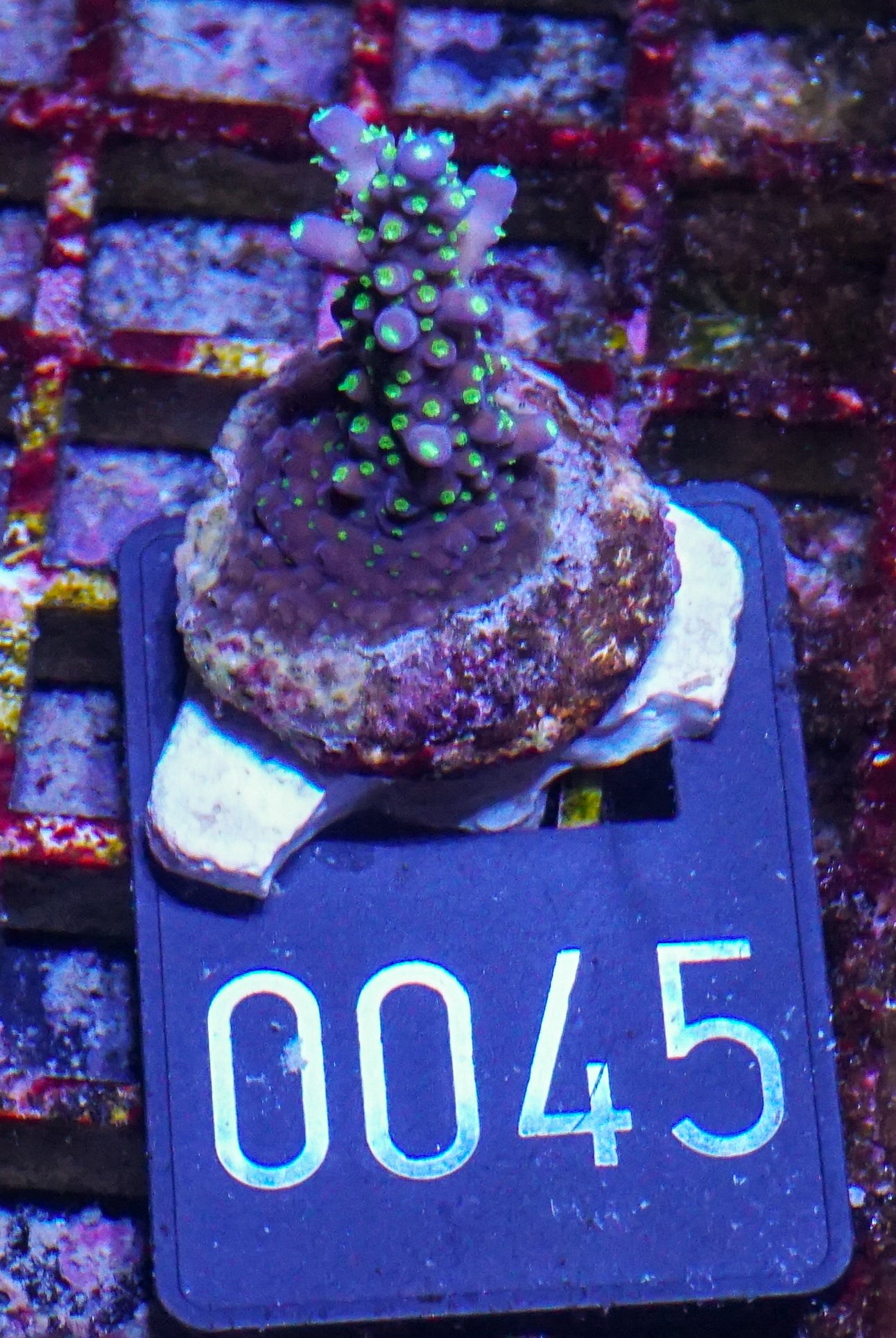 Acropora nana “tricolor”