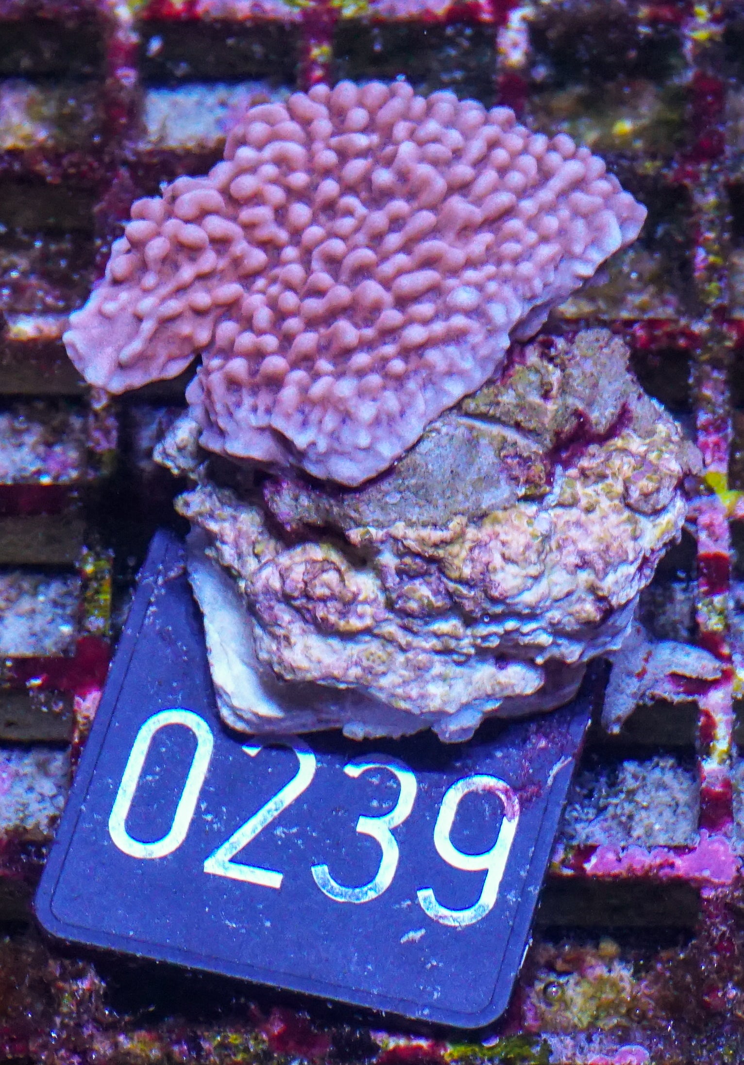 Montipora undata/danae "red"