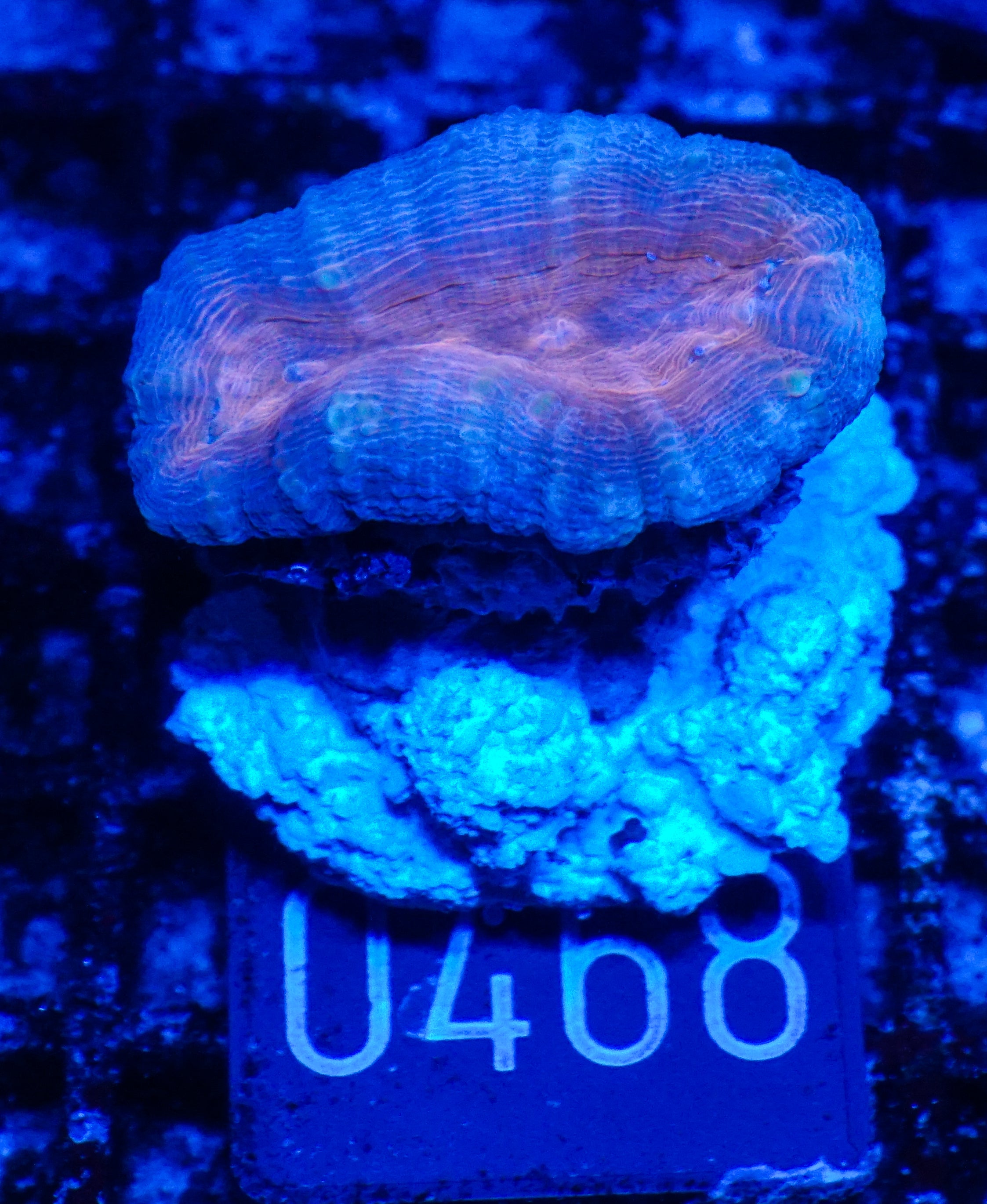 Lobophyllia corymbosa