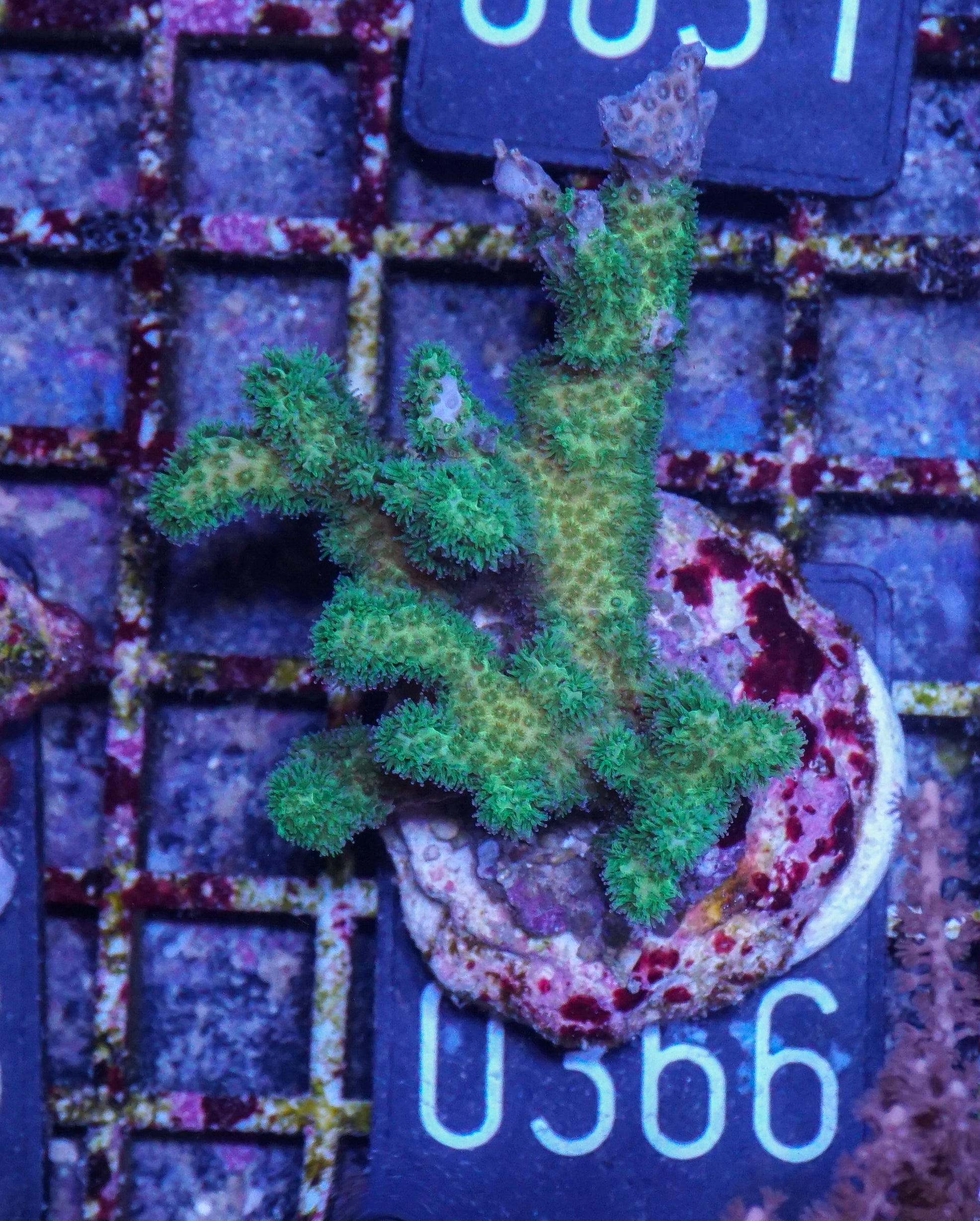 Pocillopora damicornis "green"