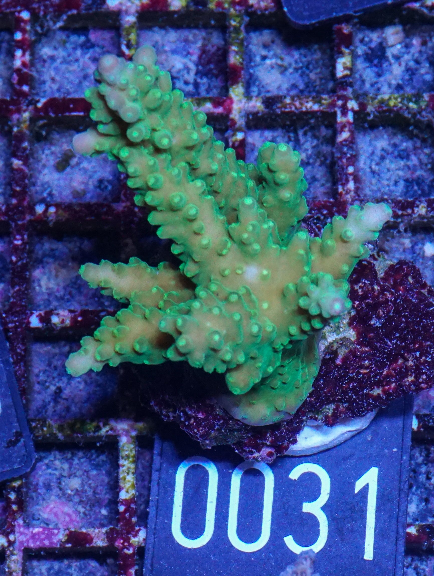 Acropora austera “golden age”