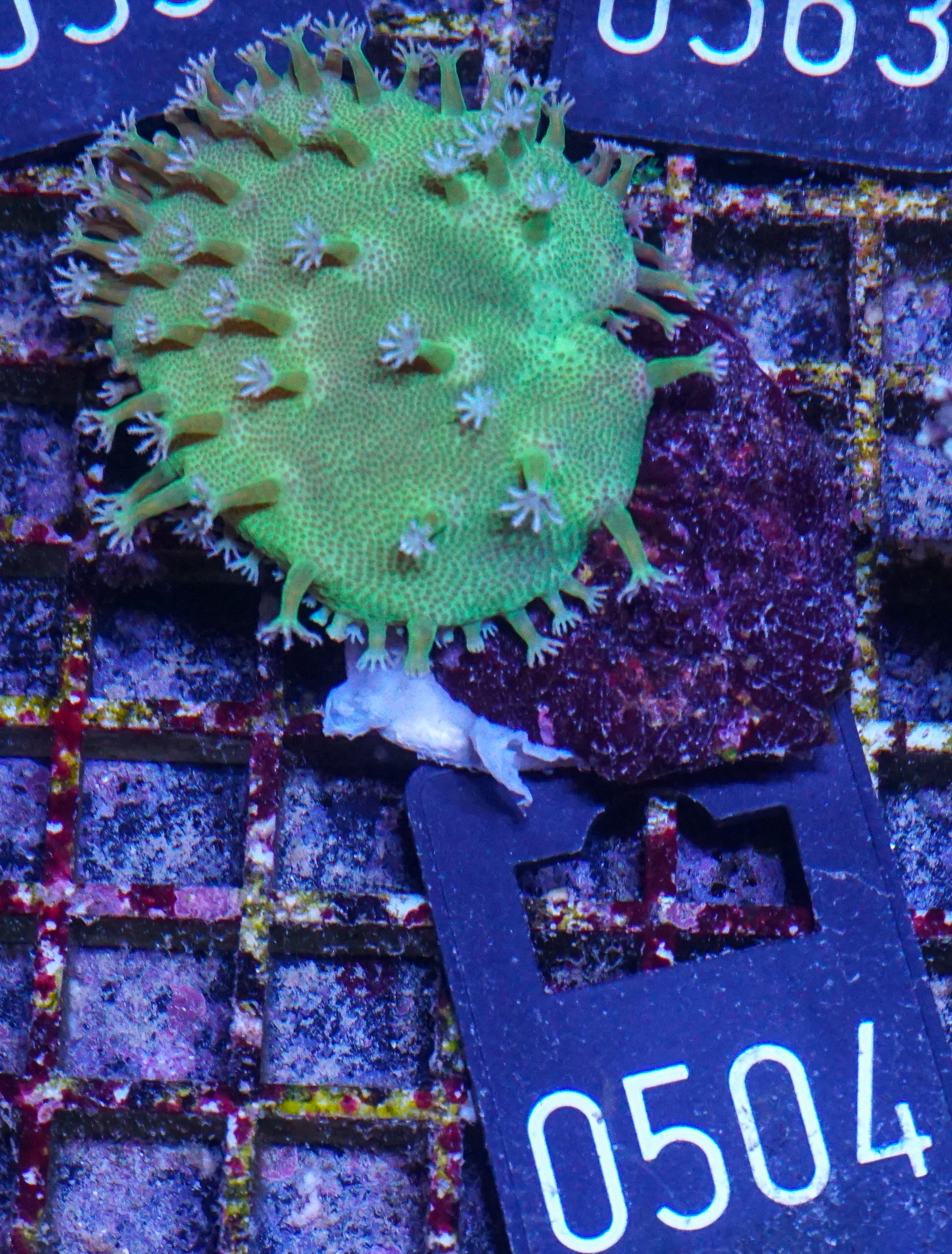 Sarcophyton ehrenbergi "white polyps"