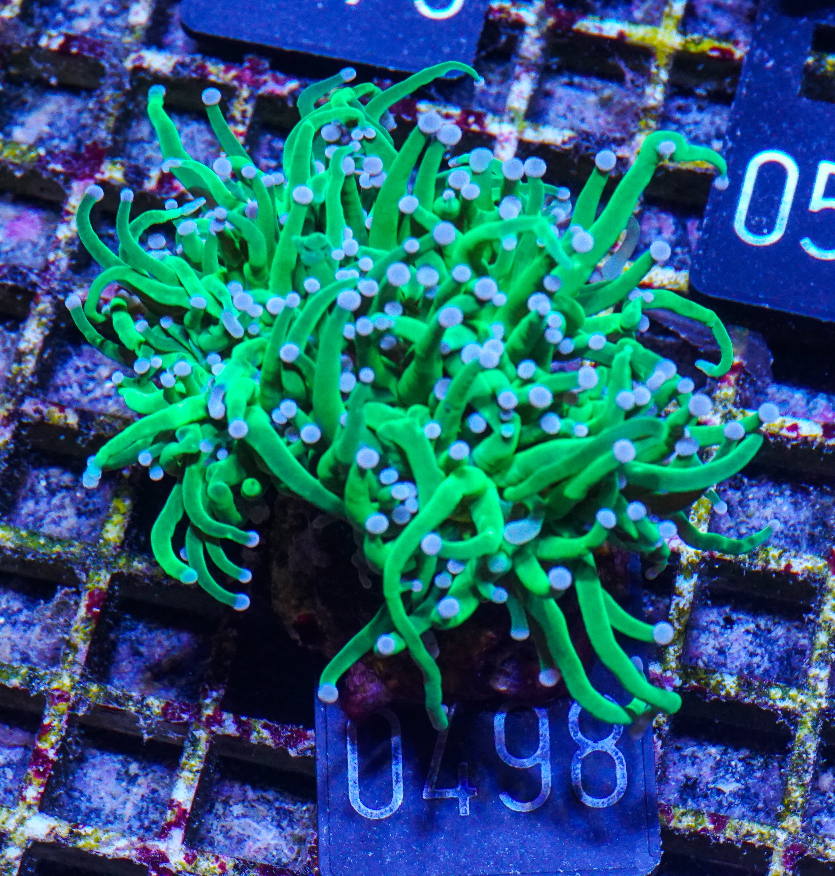 Euphyllia glabrescens "toxic green"
