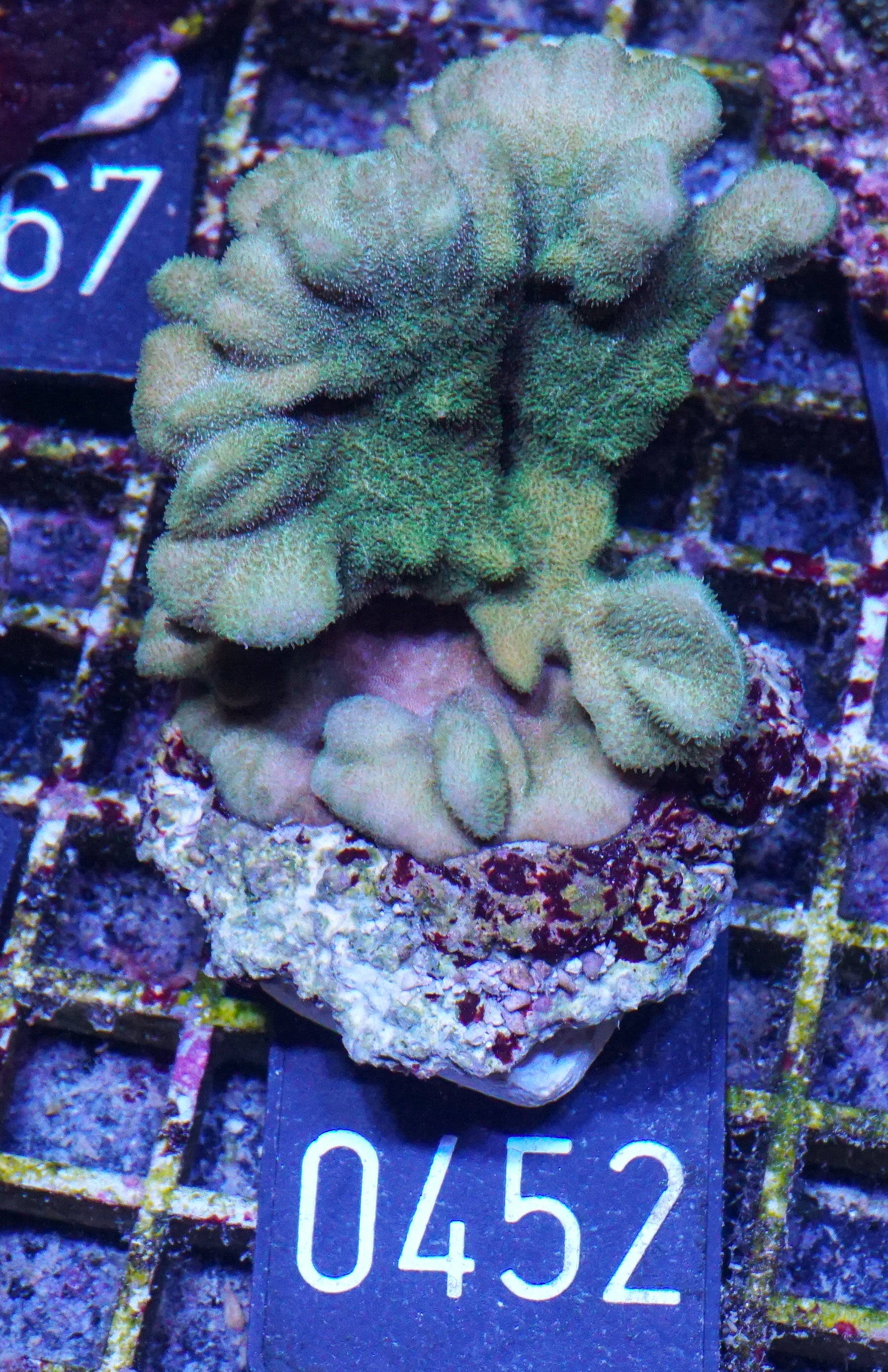 Psammocora nierstraszi