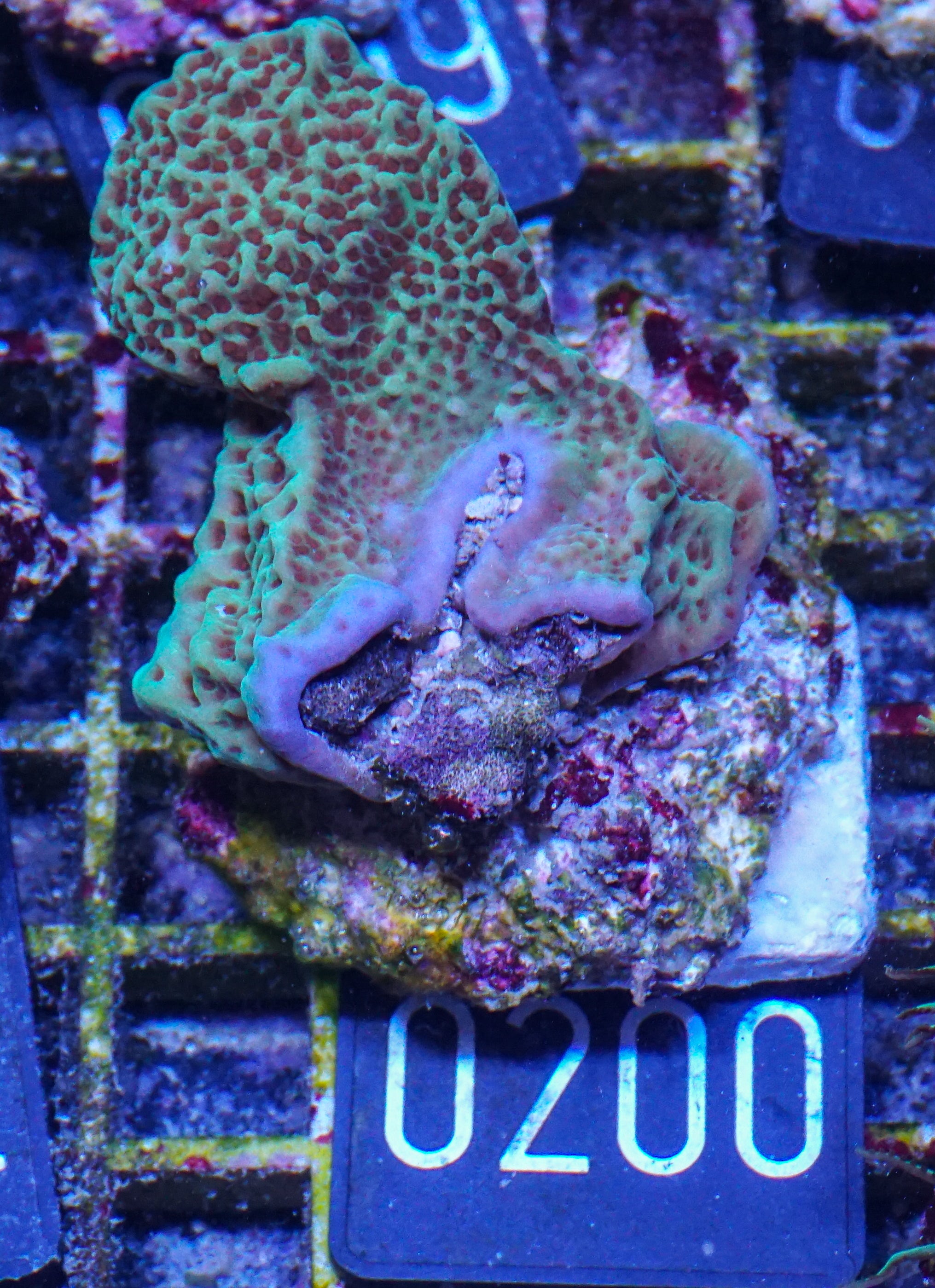 Montipora undata/danae "red"