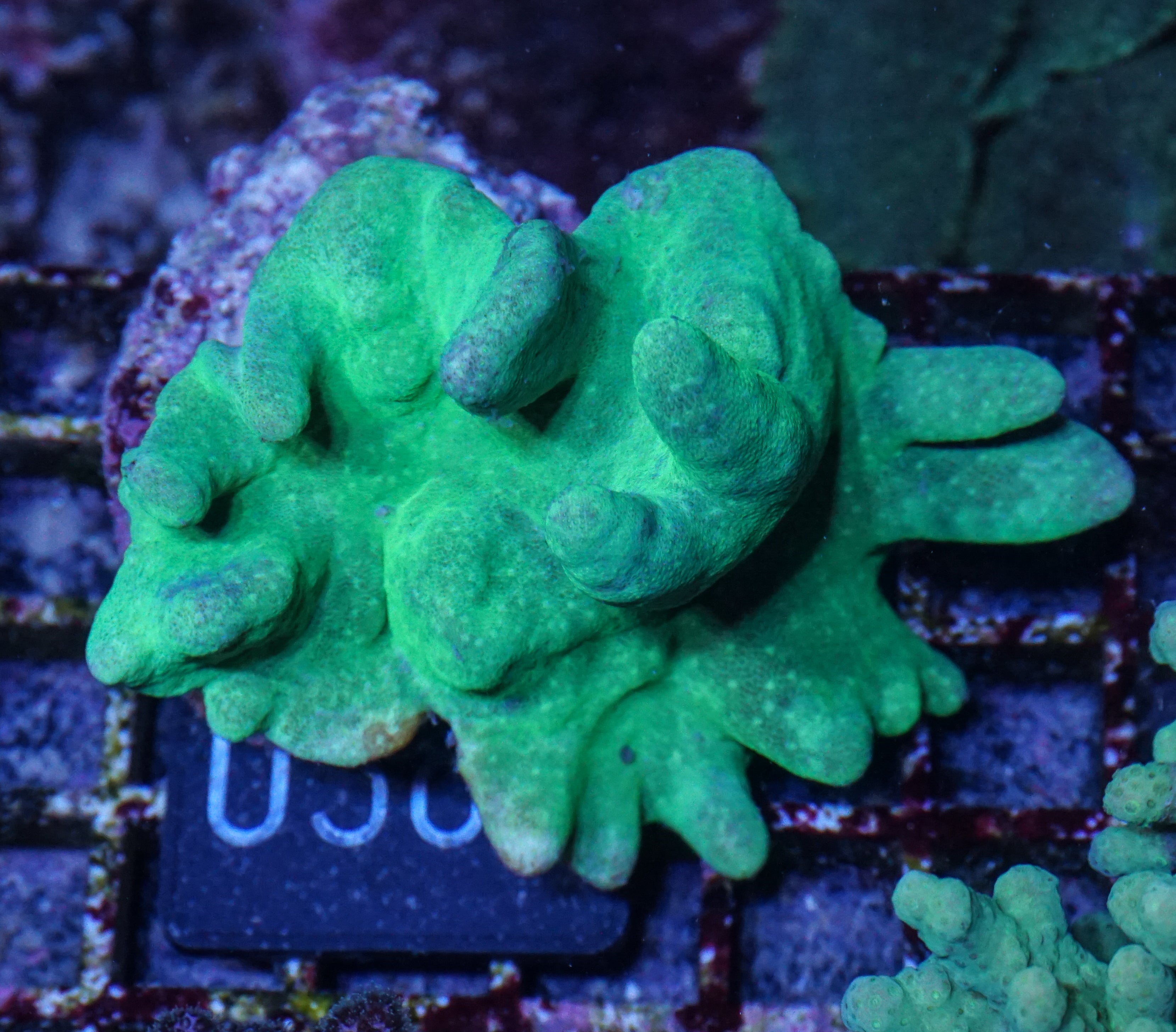 Lobophytum sp. "green"