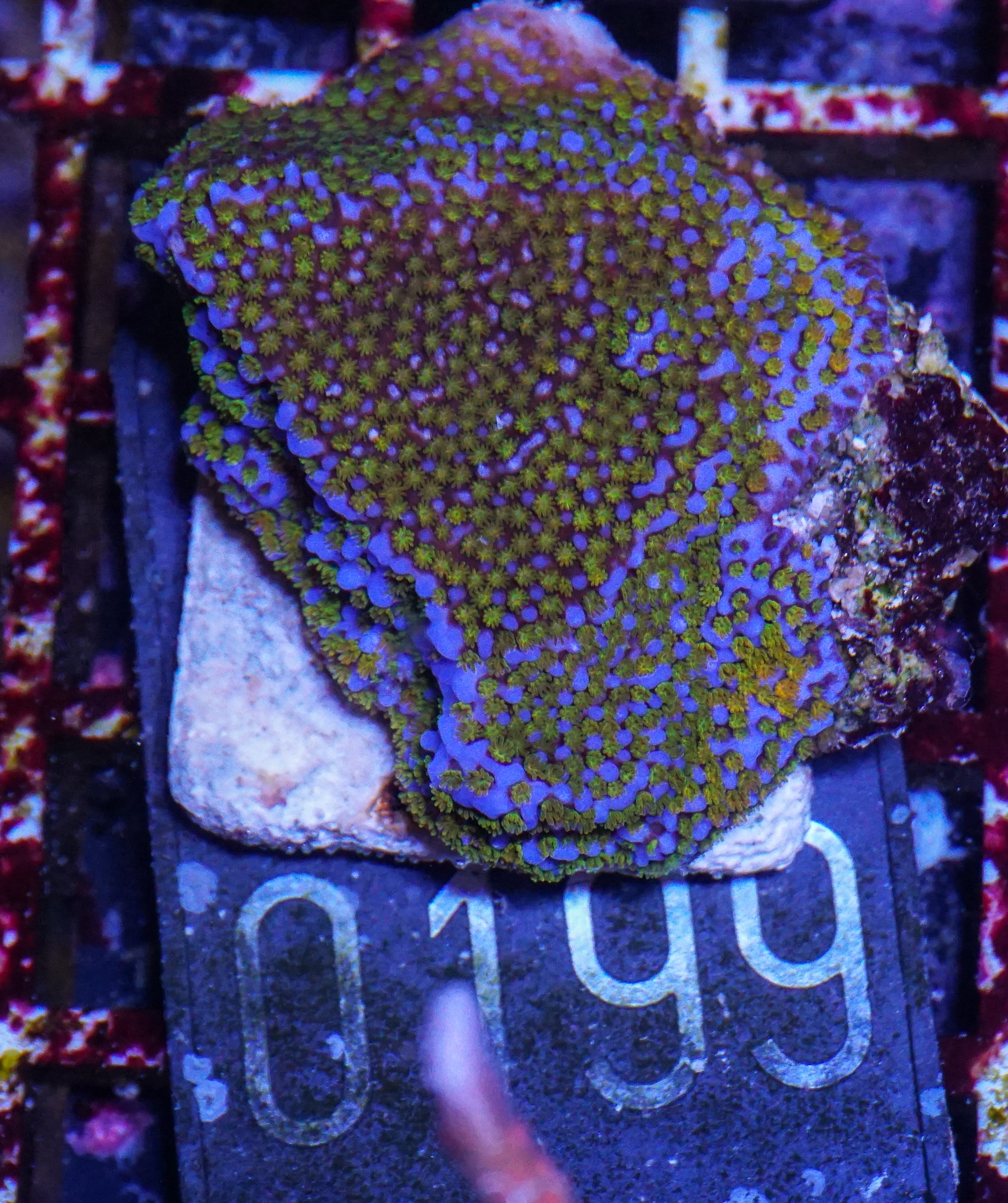 Montipora mollis "rainbow"