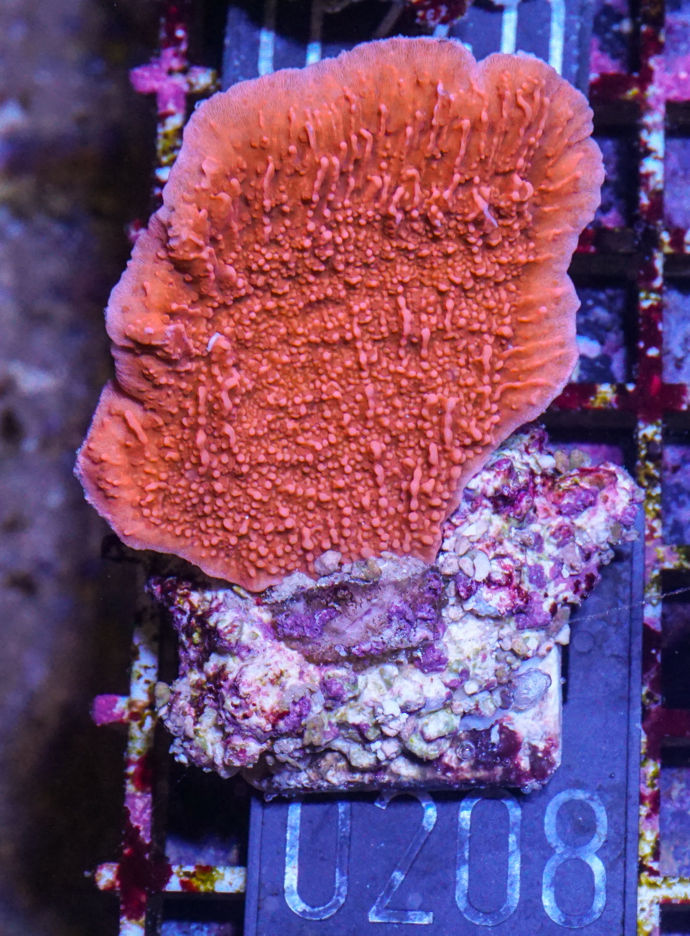Montipora foliosa