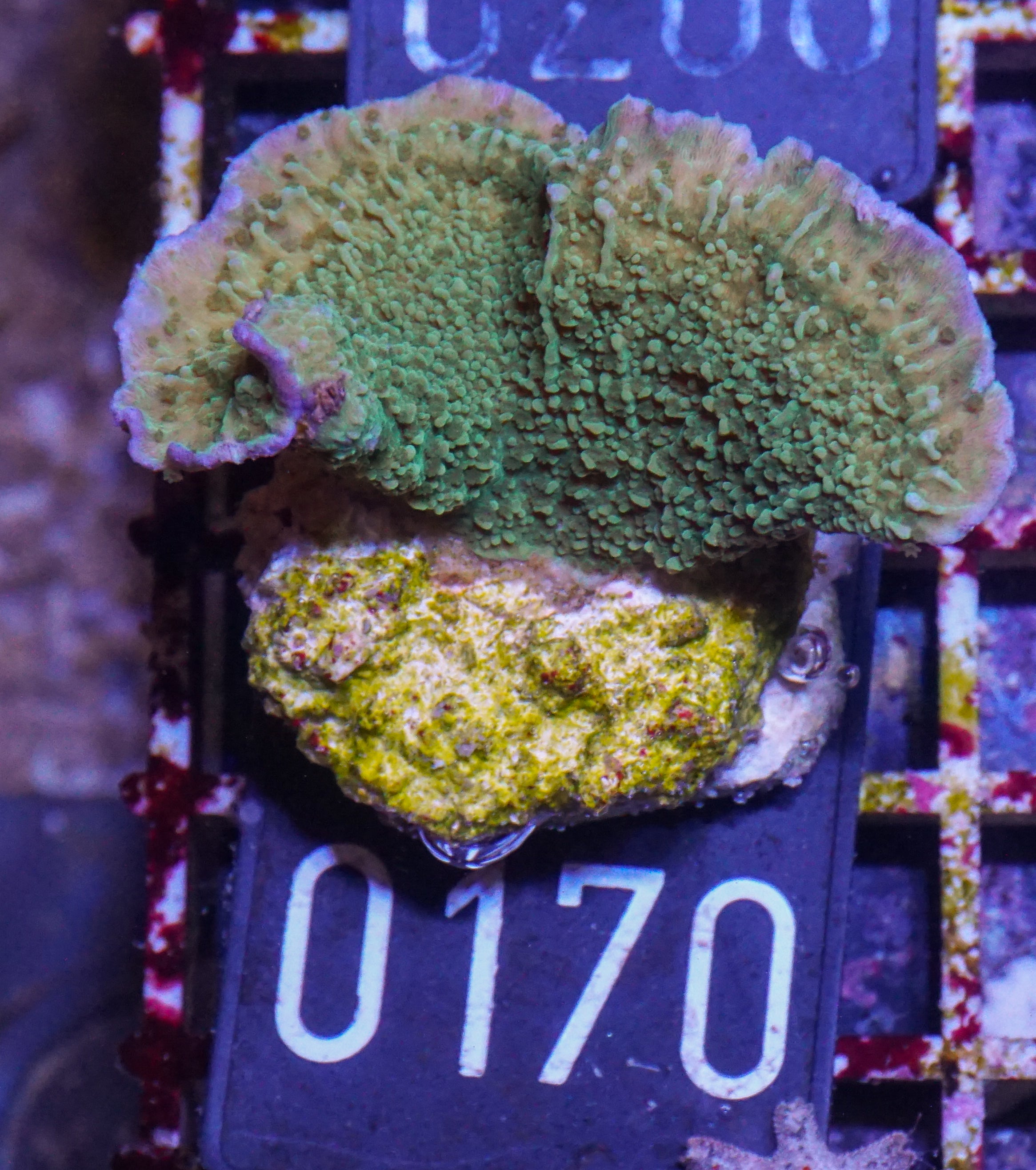 Montipora delicatula
