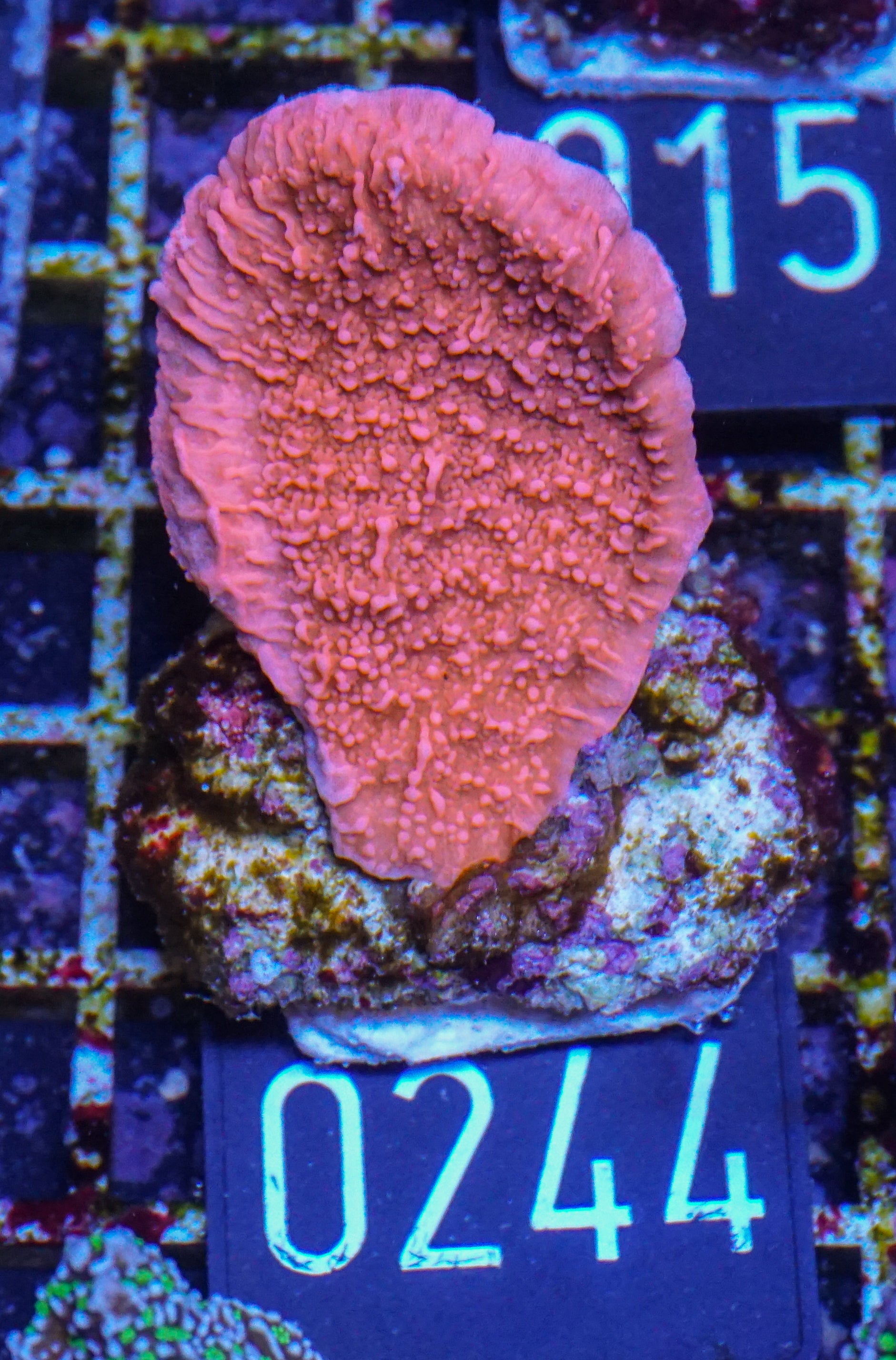 Montipora foliosa