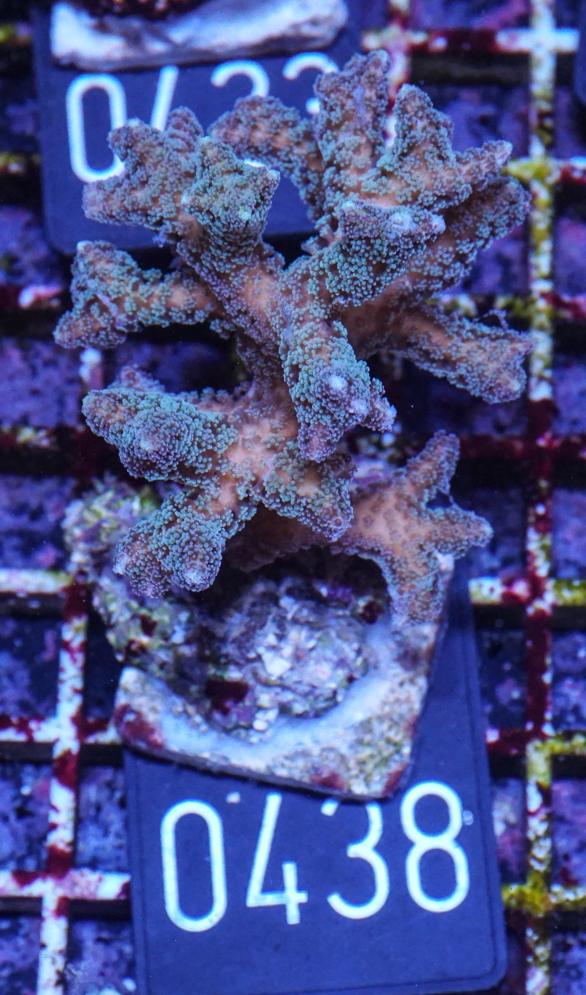 Seriatopora caliendrum "bicolor"