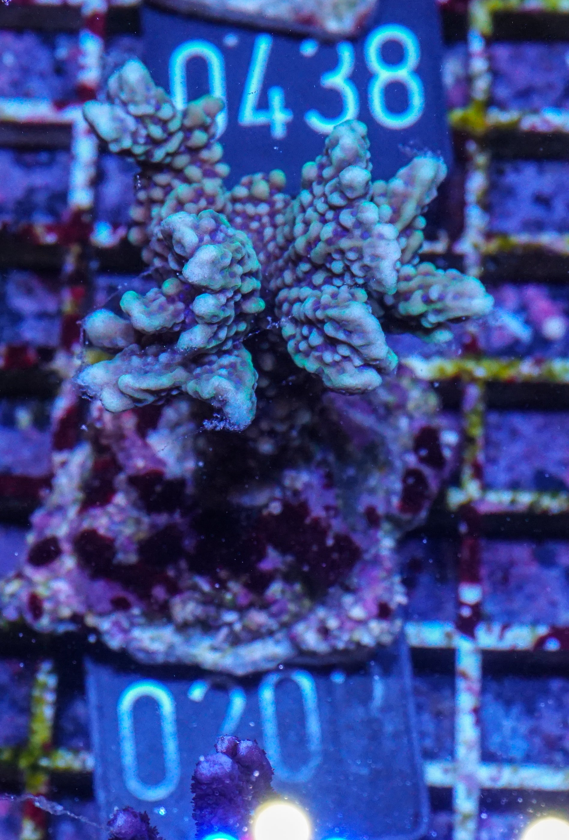 Montipora verrucosa
