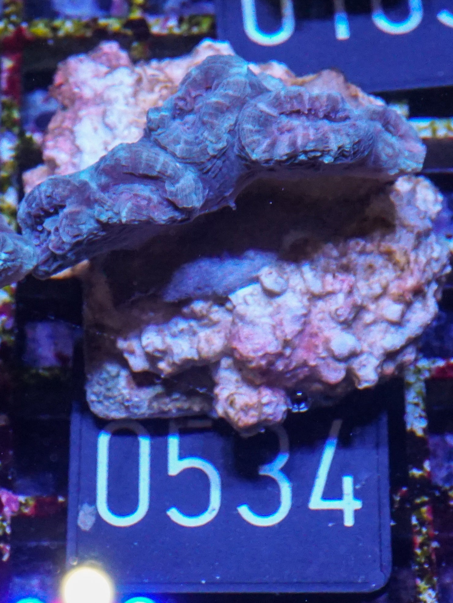 Caulastraea furcata "blue"