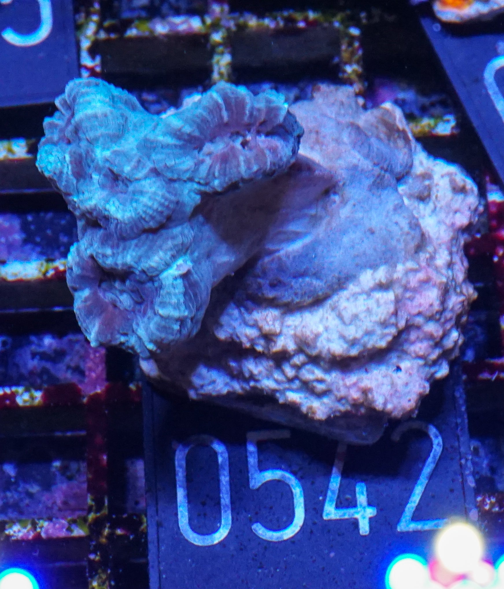 Caulastraea furcata "blue"