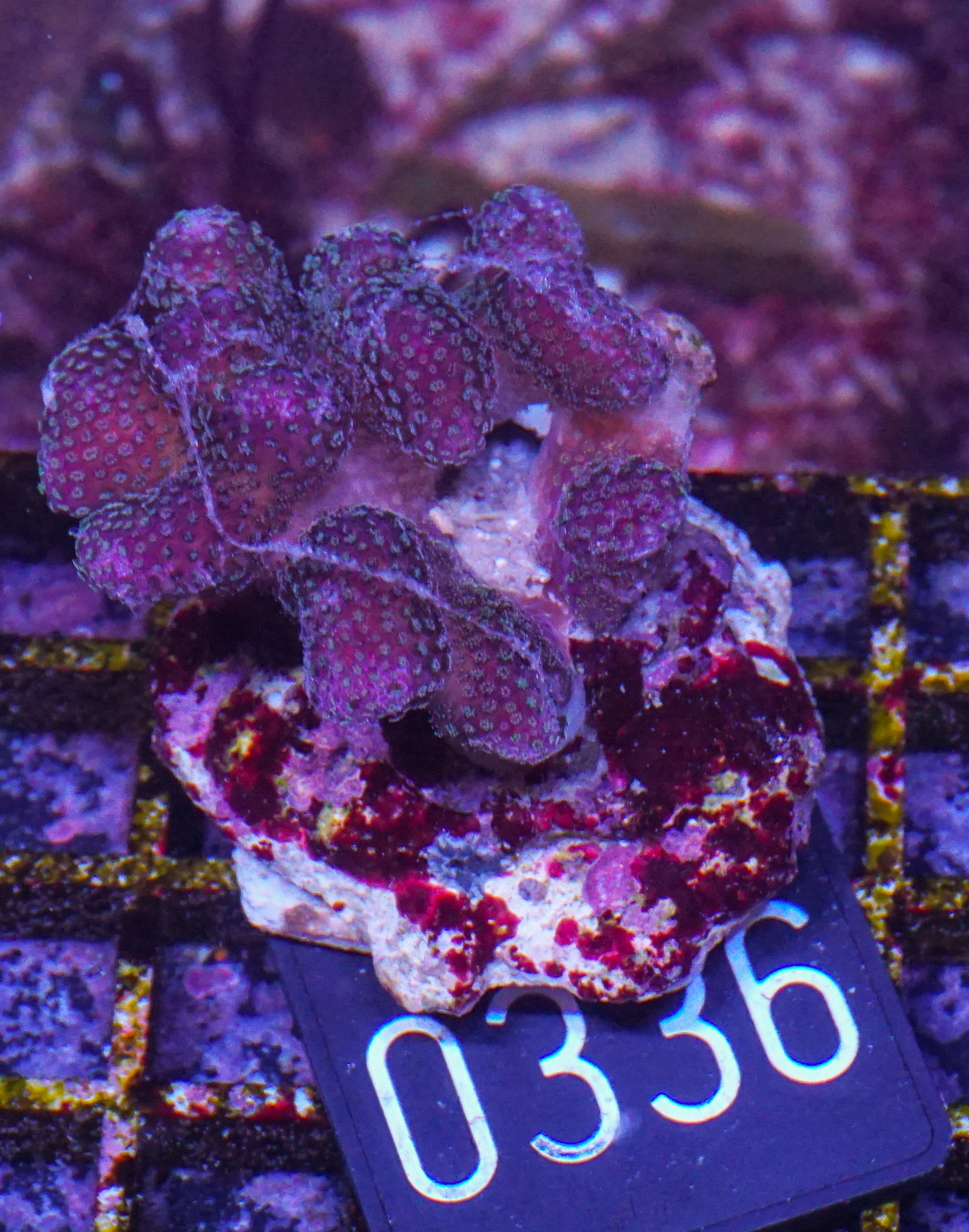 Stylophora pistillata "pink"