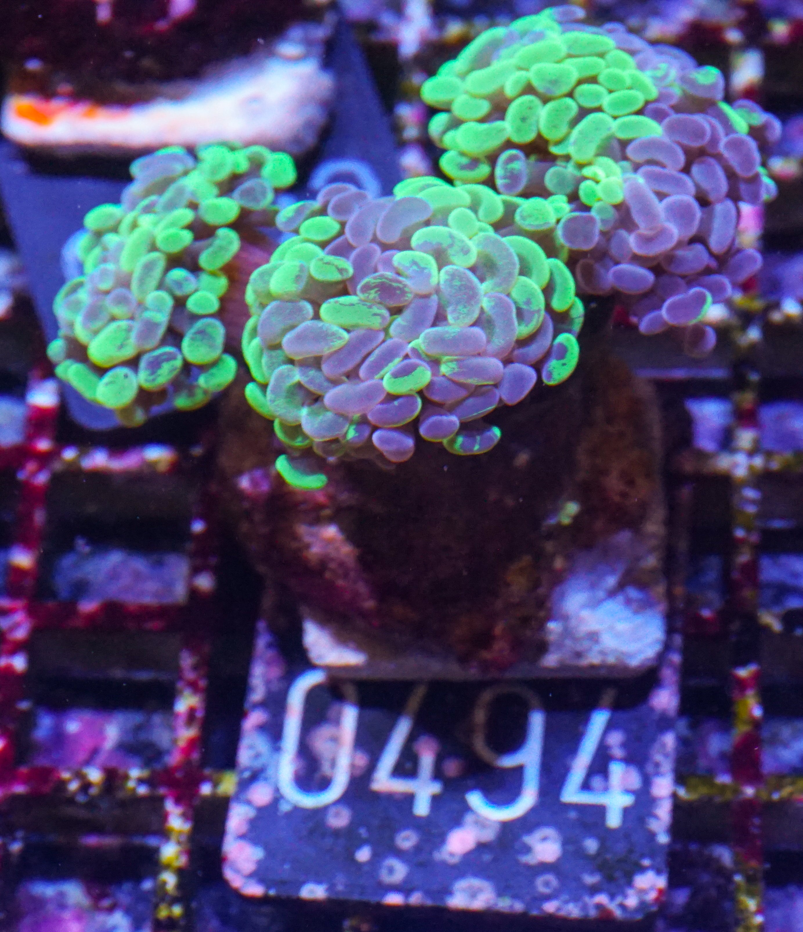 Euphyllia/Fimbriaphyllia paraancora