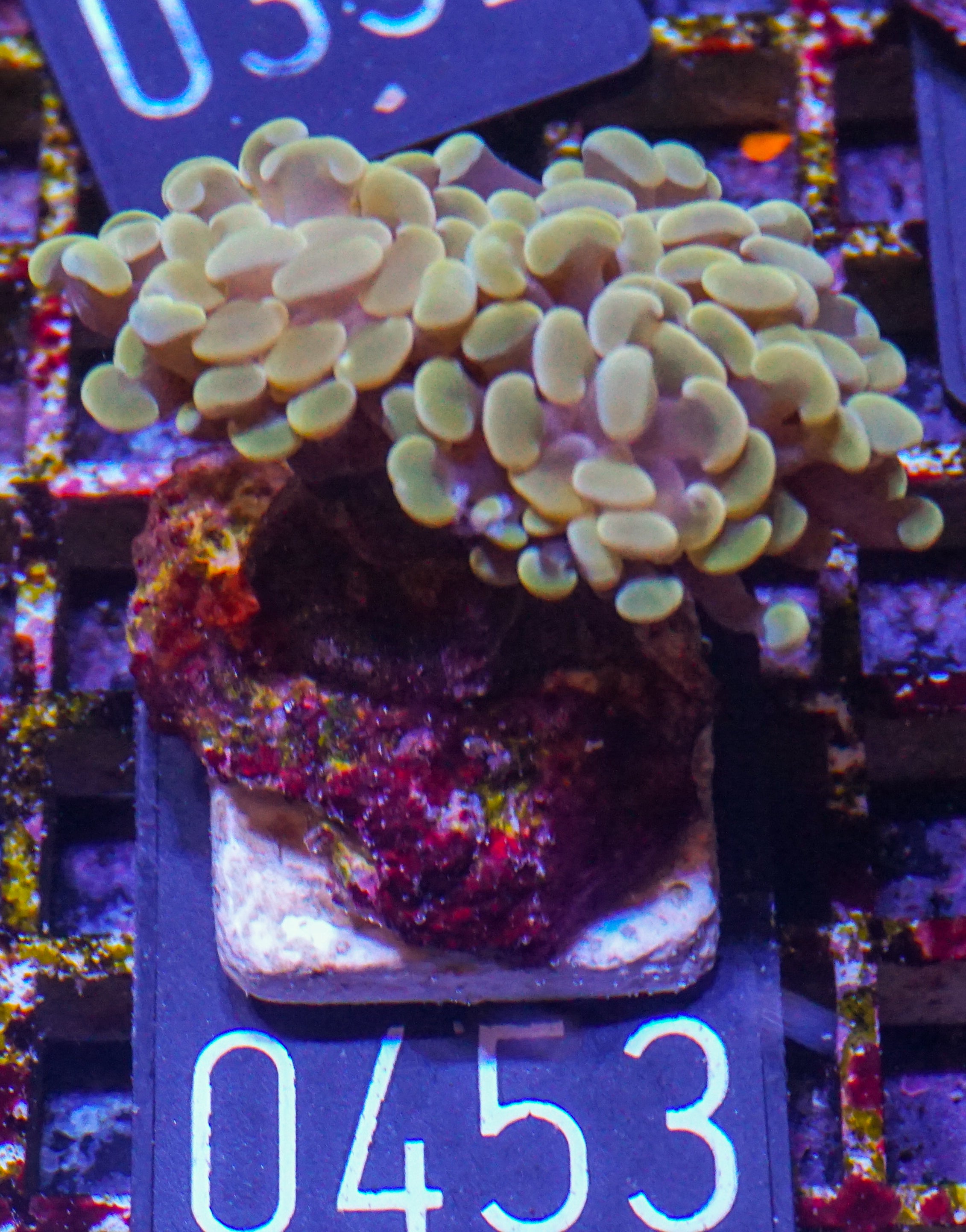 Euphyllia/Fimbriaphyllia paraancora "golden nugget" ultra