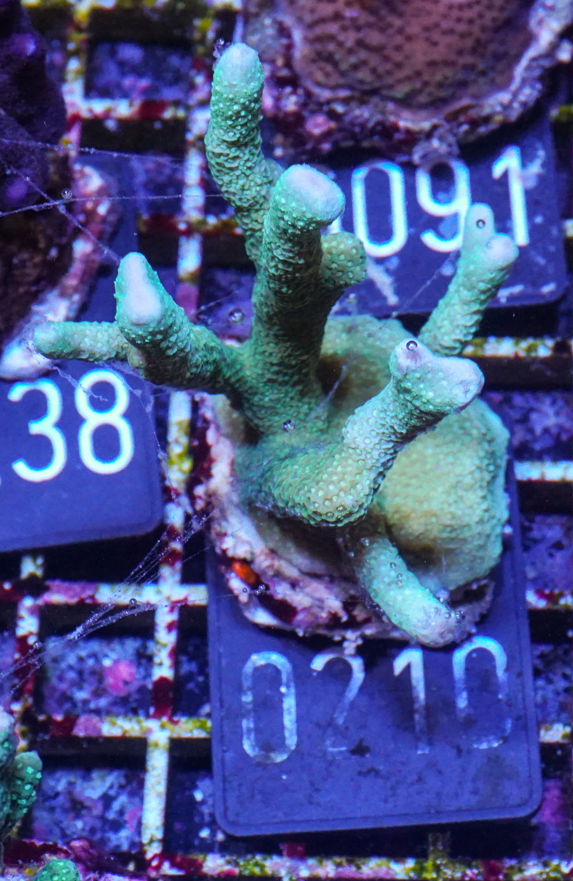 Montipora digitata purple