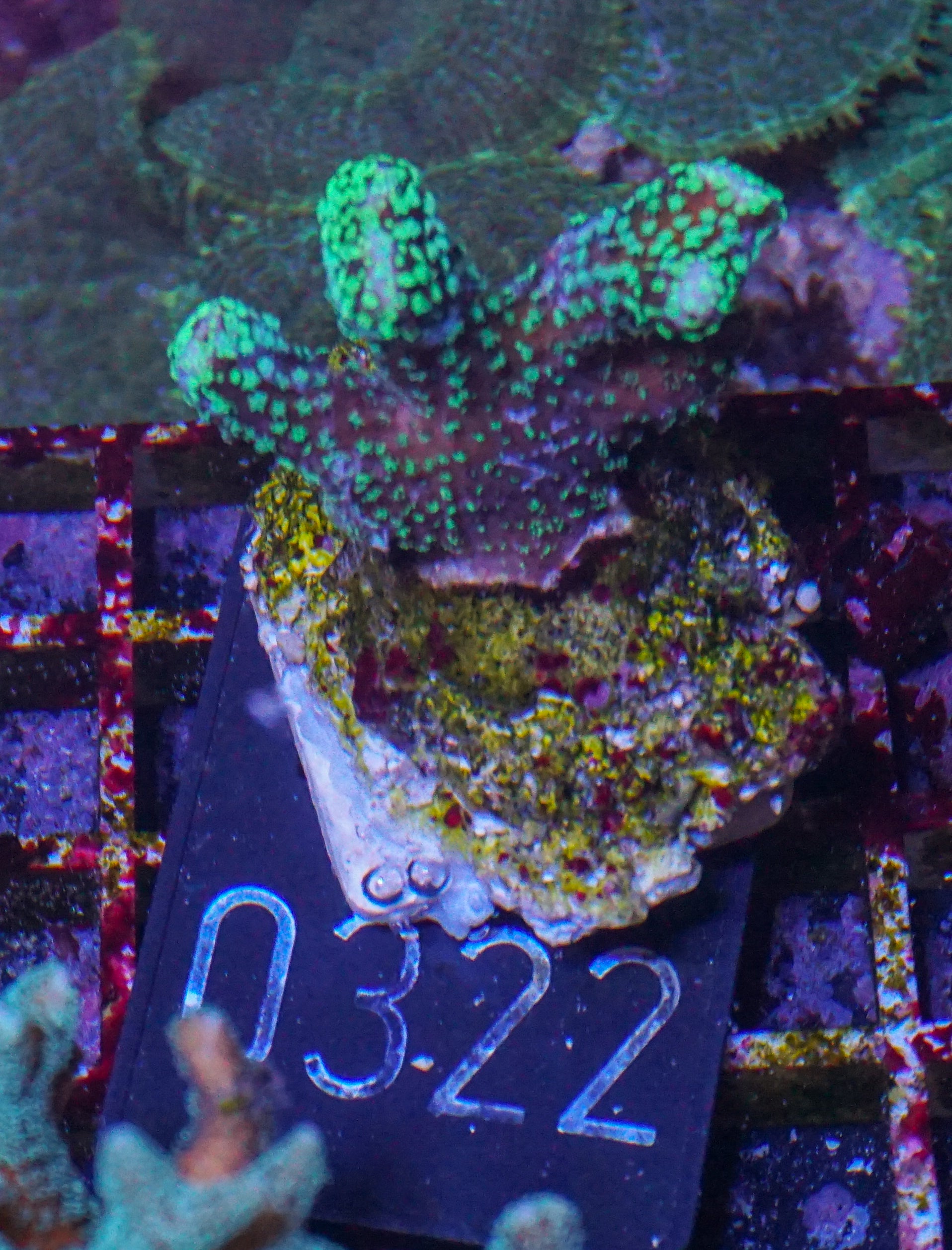 Stylophora pistillata "green"