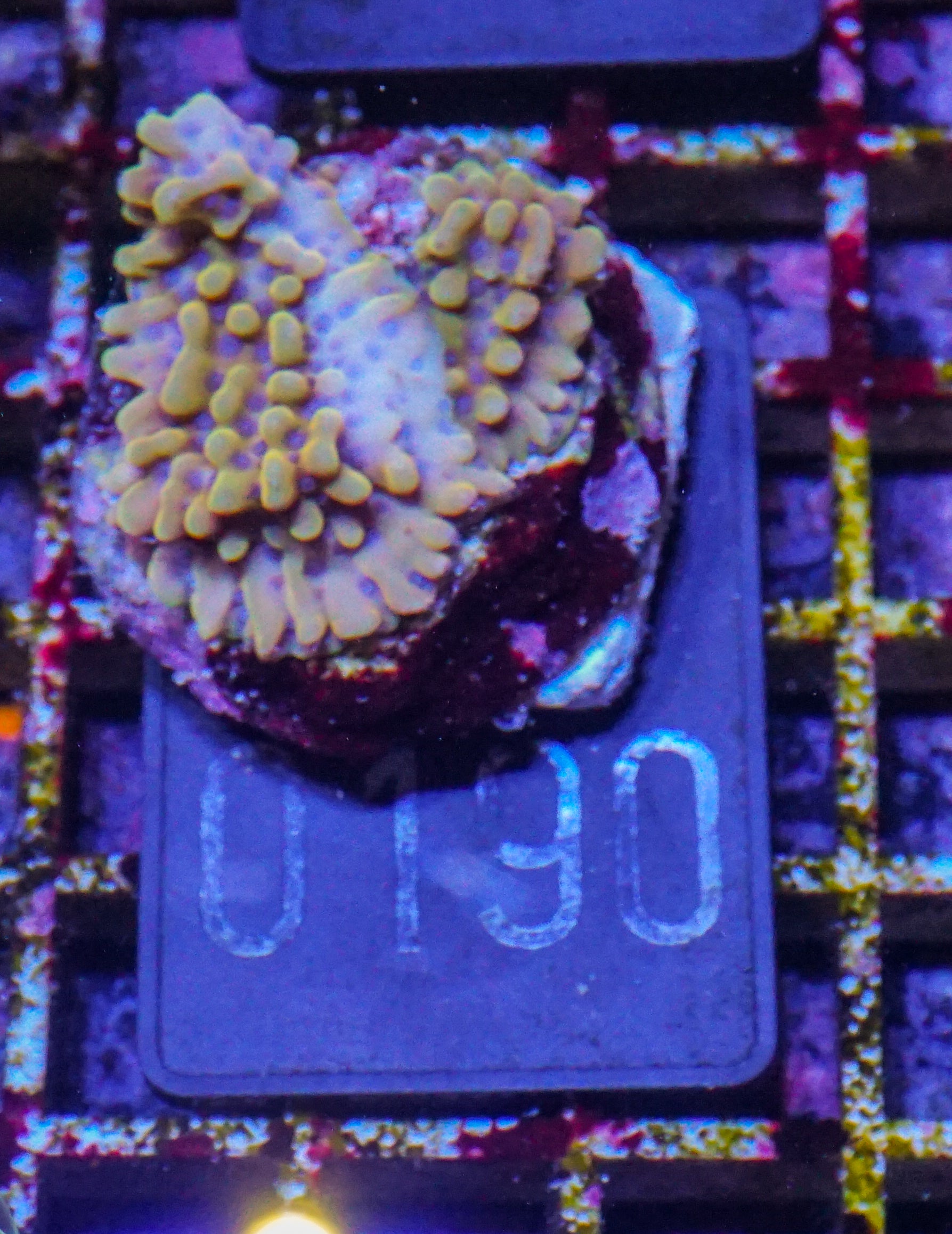 Montipora danae "flaming Joe"