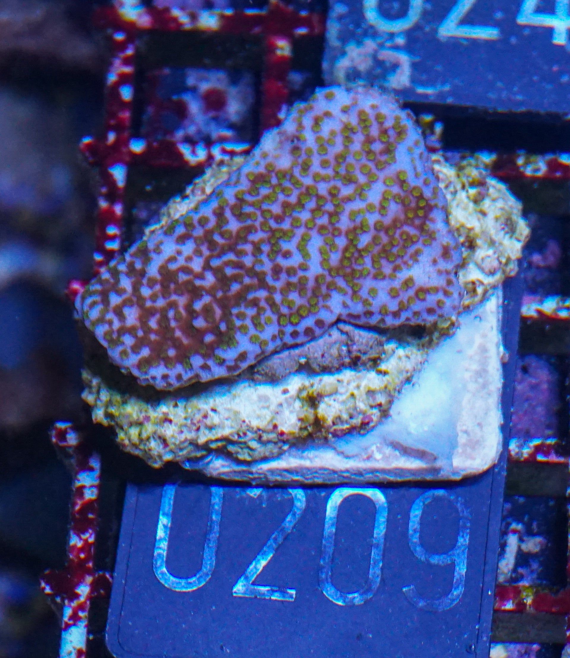 Montipora mollis "rainbow"