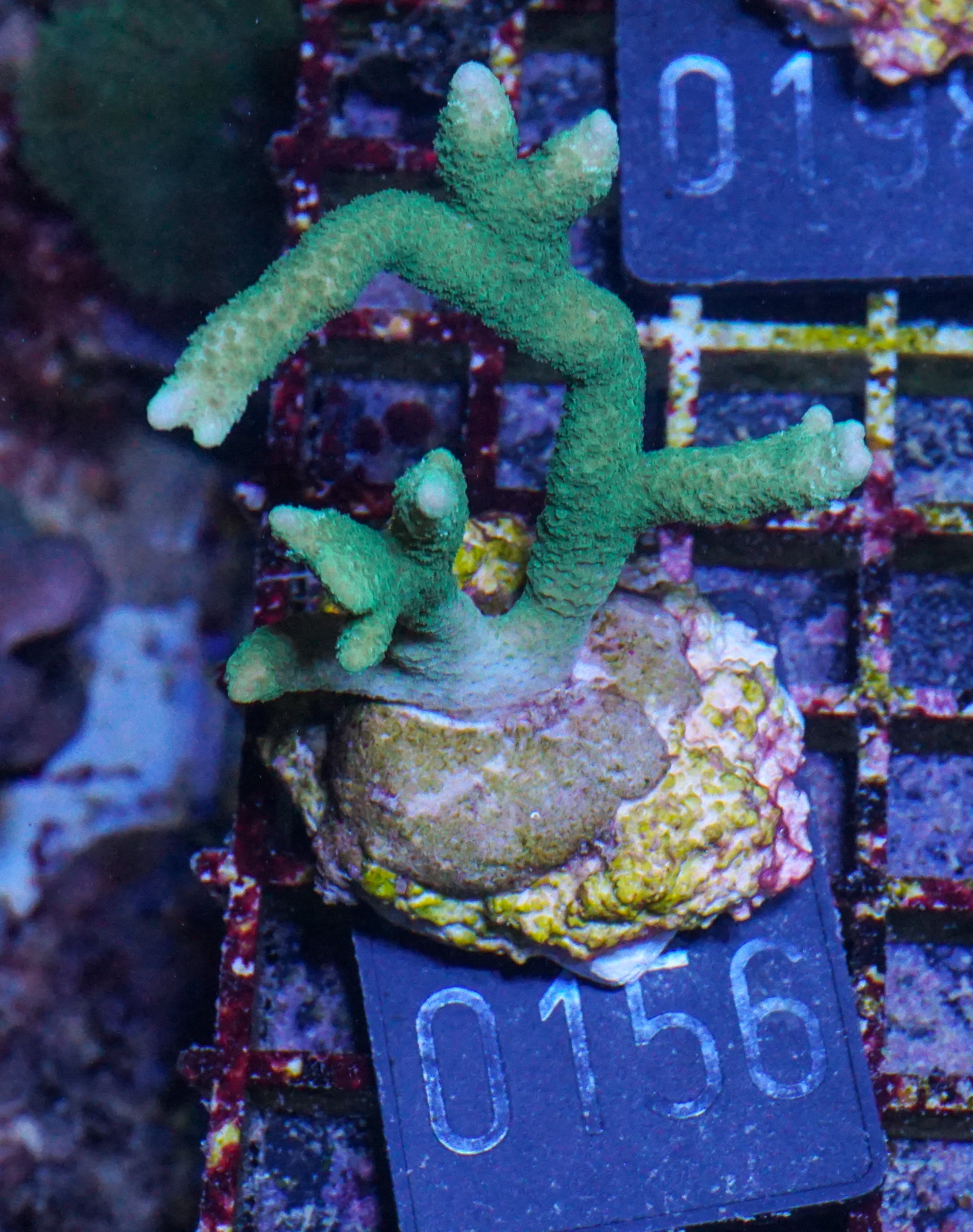 Montipora digitata purple