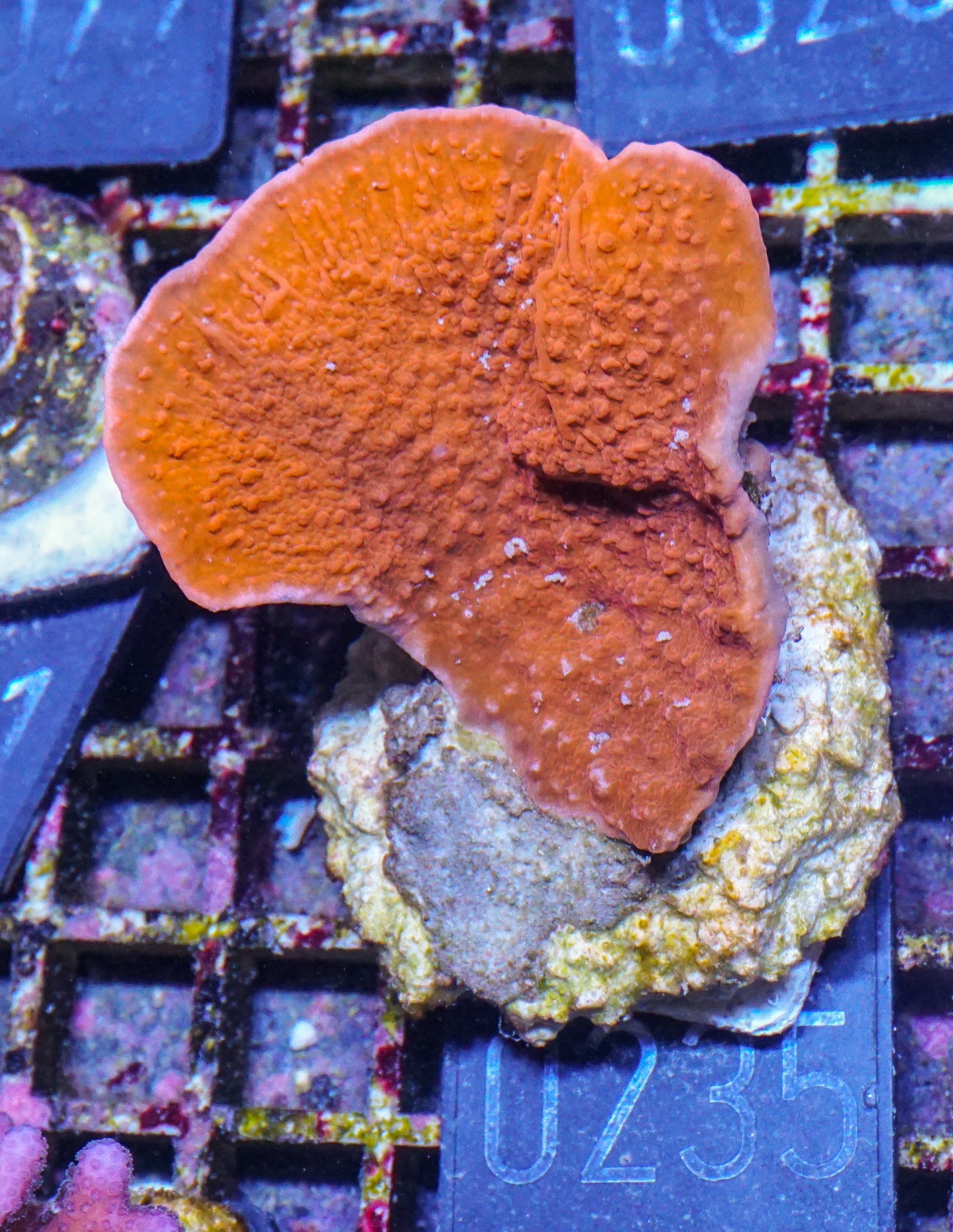 Montipora foliosa