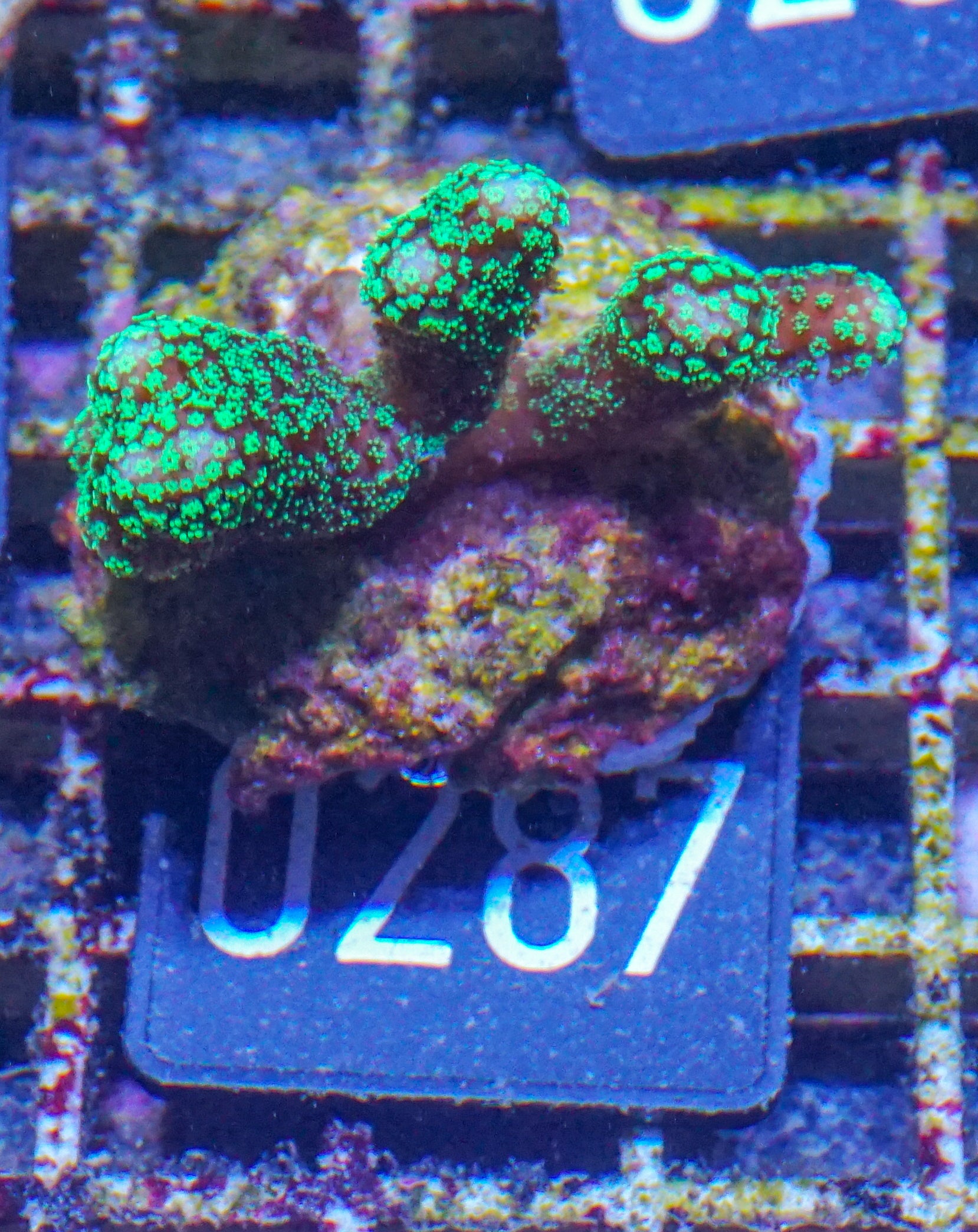 Stylophora pistillata "green"