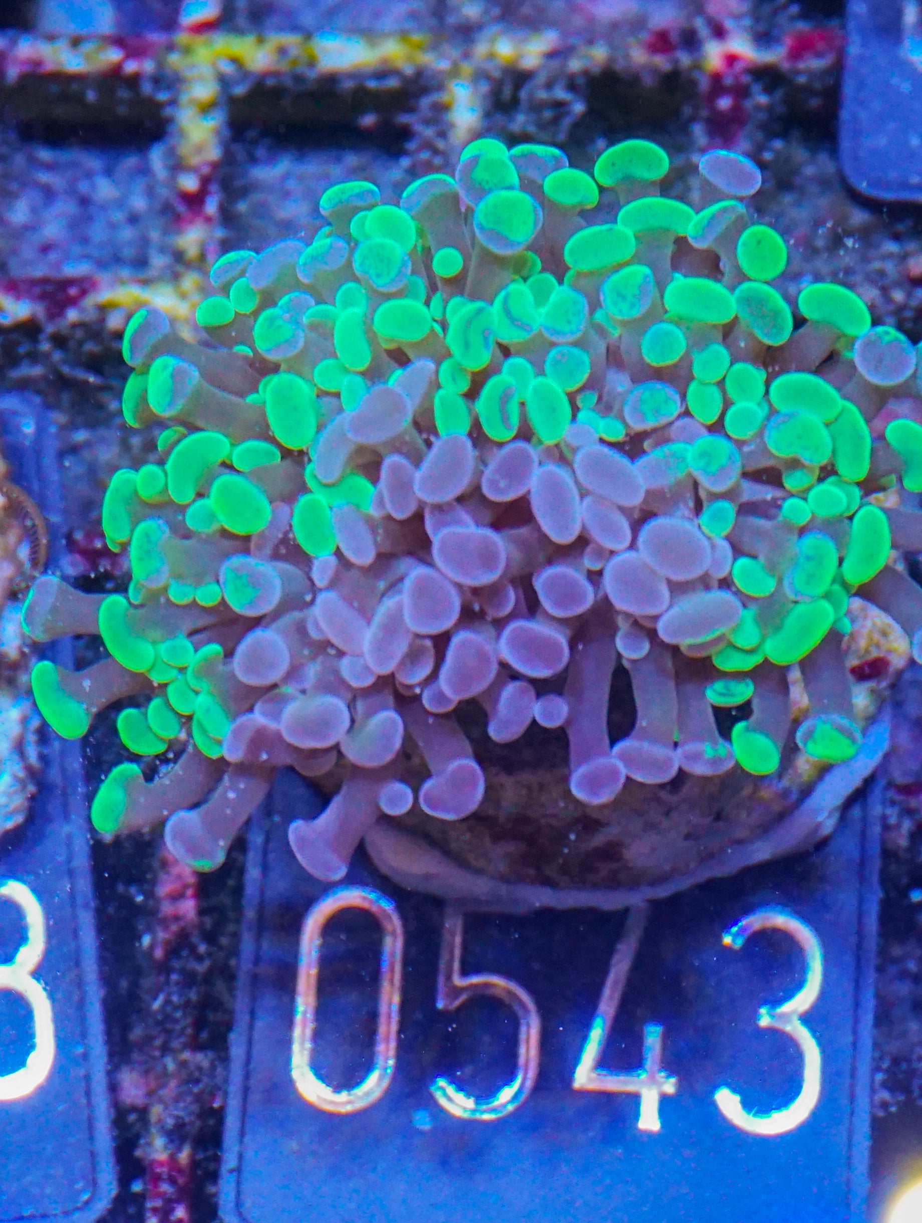 Euphyllia/Fimbriaphyllia paraancora