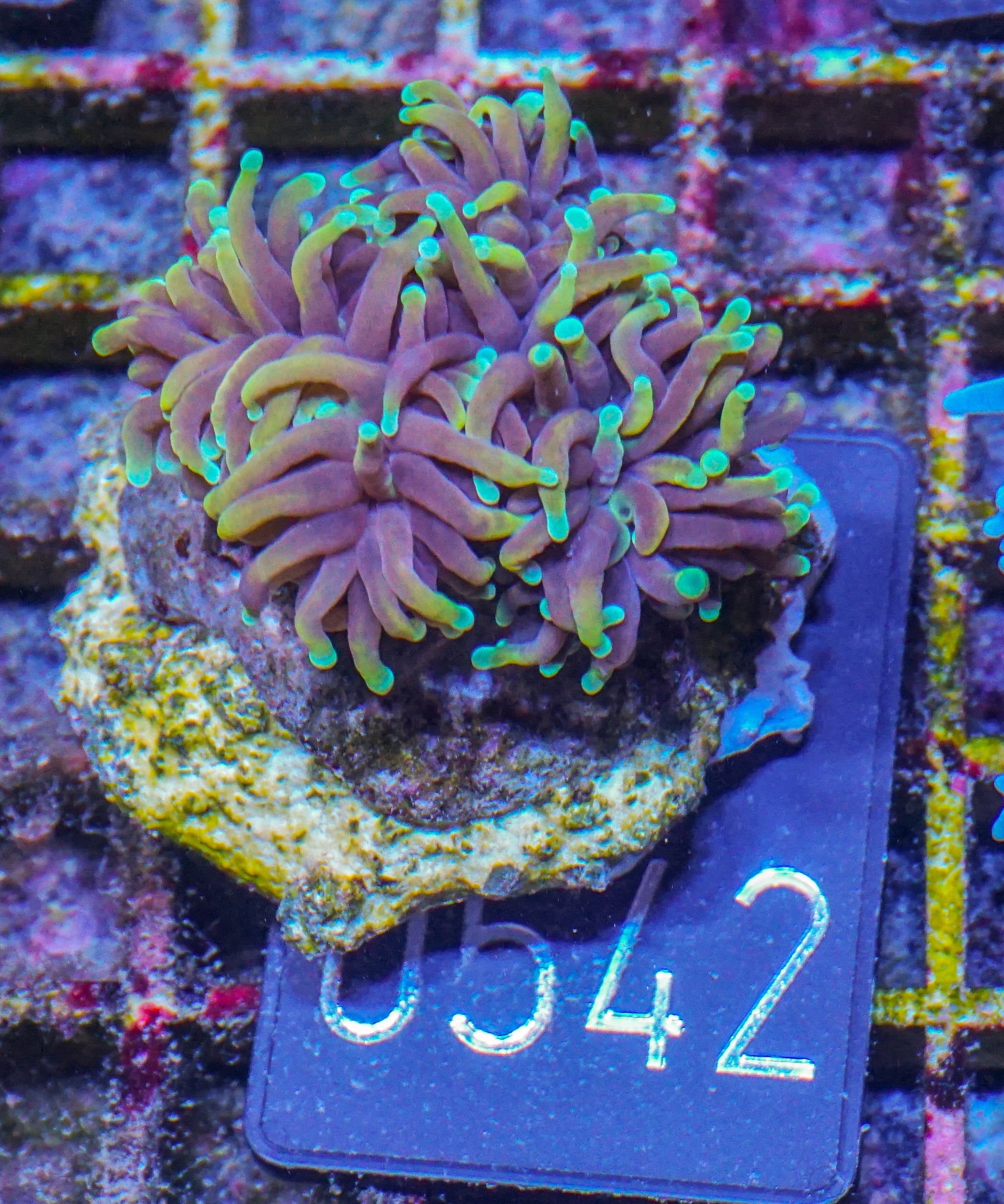 Euphyllia glabrescens "Dragon soul"