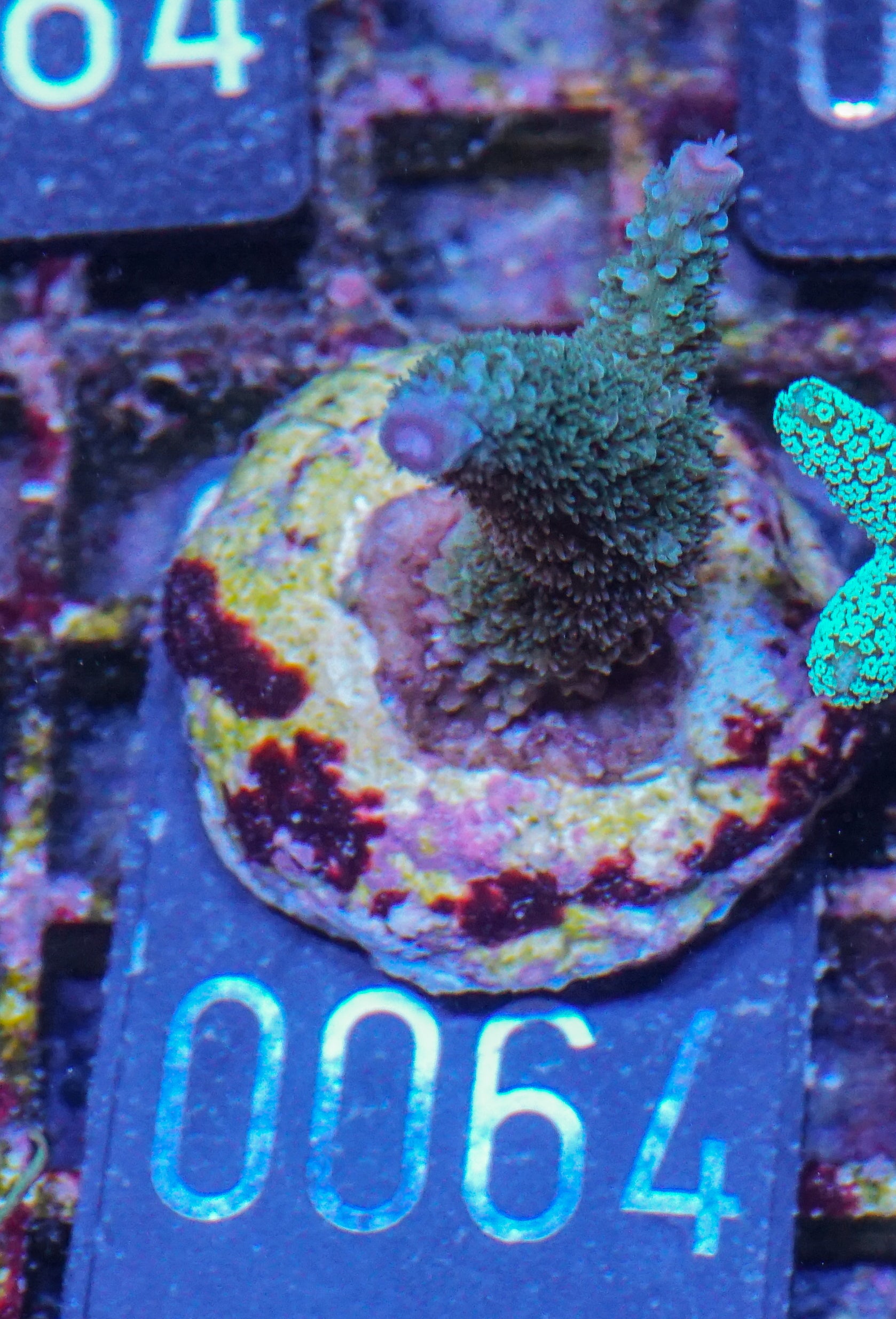 Acropora abrolhosenis „fluffy“