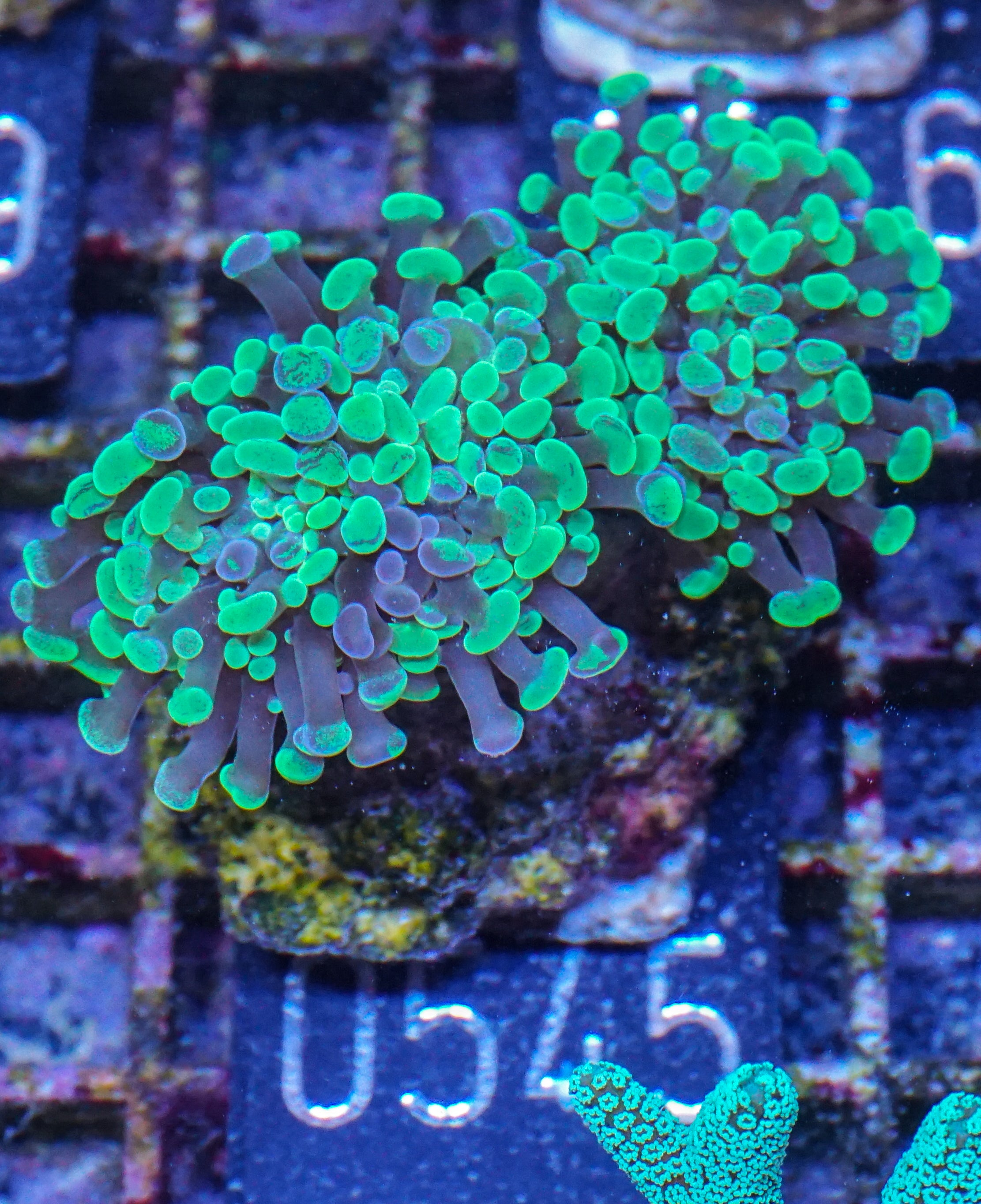 Euphyllia/Fimbriaphyllia paraancora