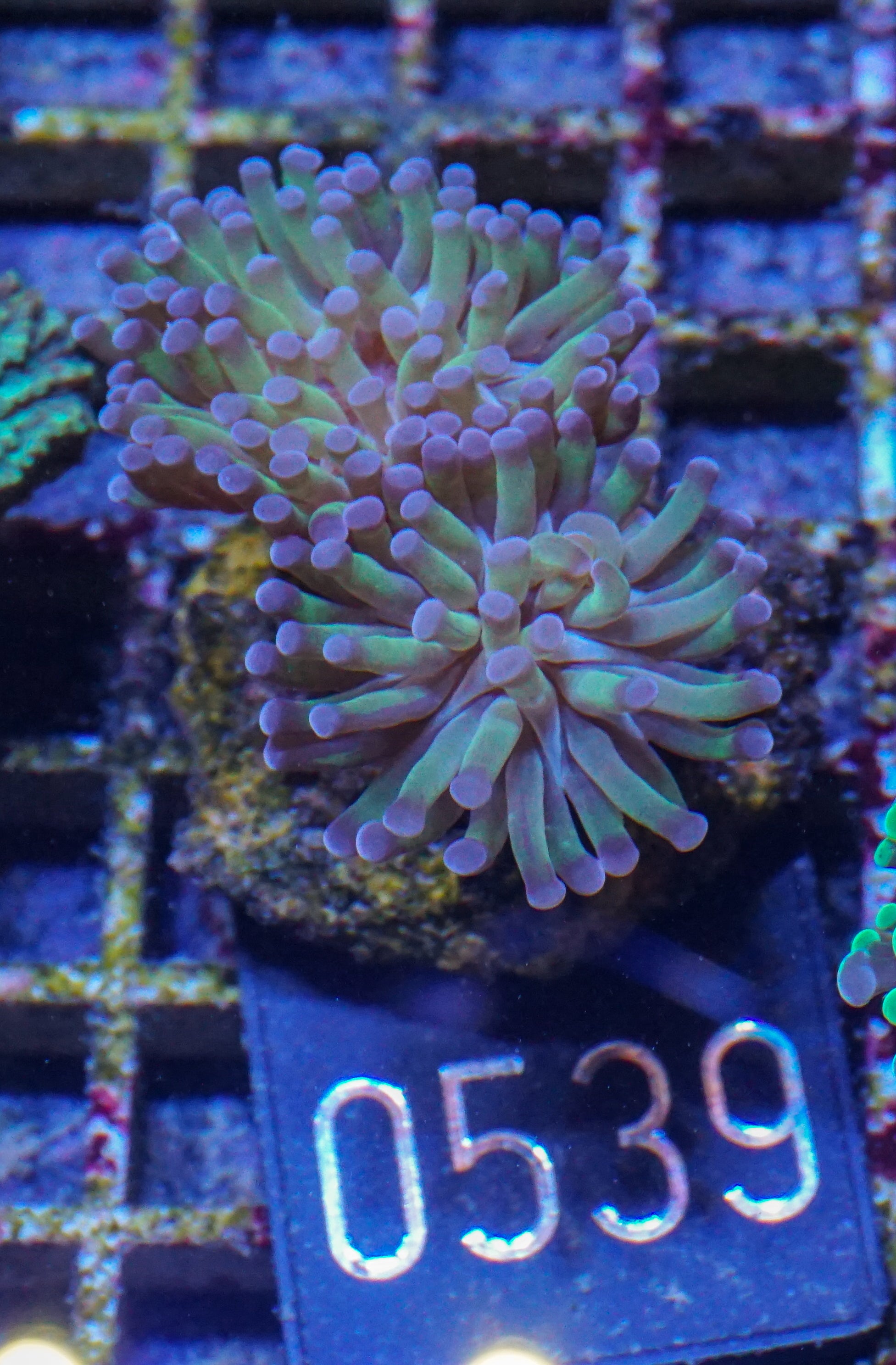 Euphyllia/Fimbriaphyllia paraancora