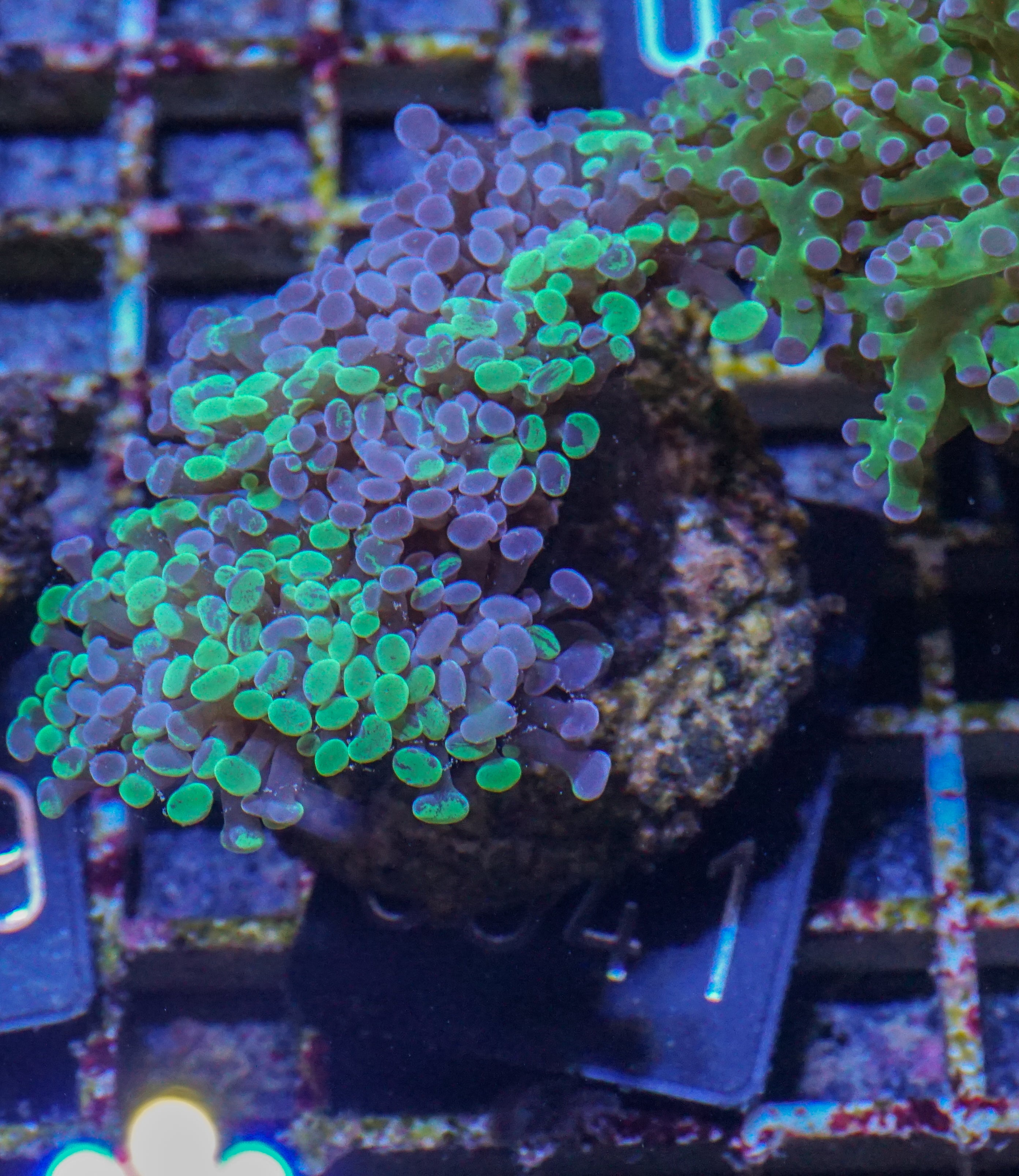 Euphyllia/Fimbriaphyllia paraancora