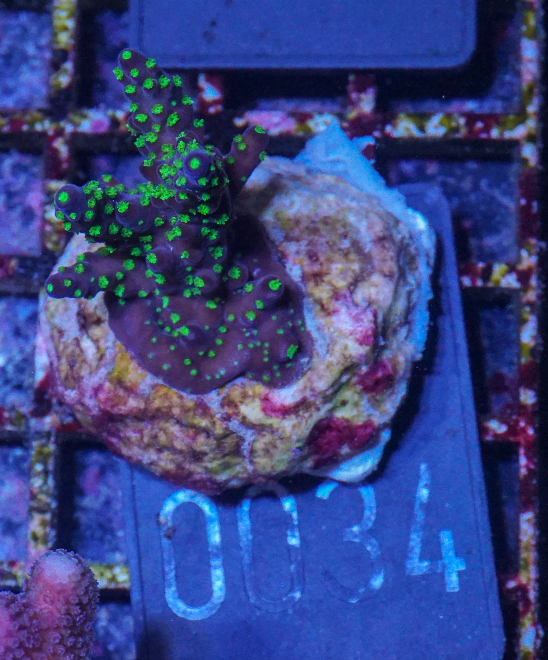 Acropora nana „tricolor“