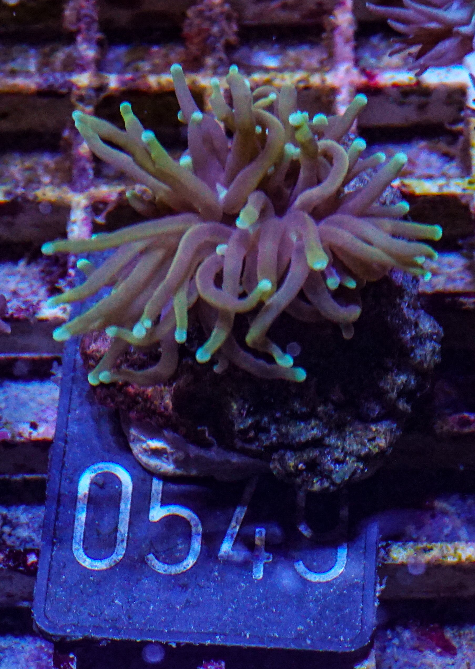 Euphyllia glabrescens "Dragon soul"