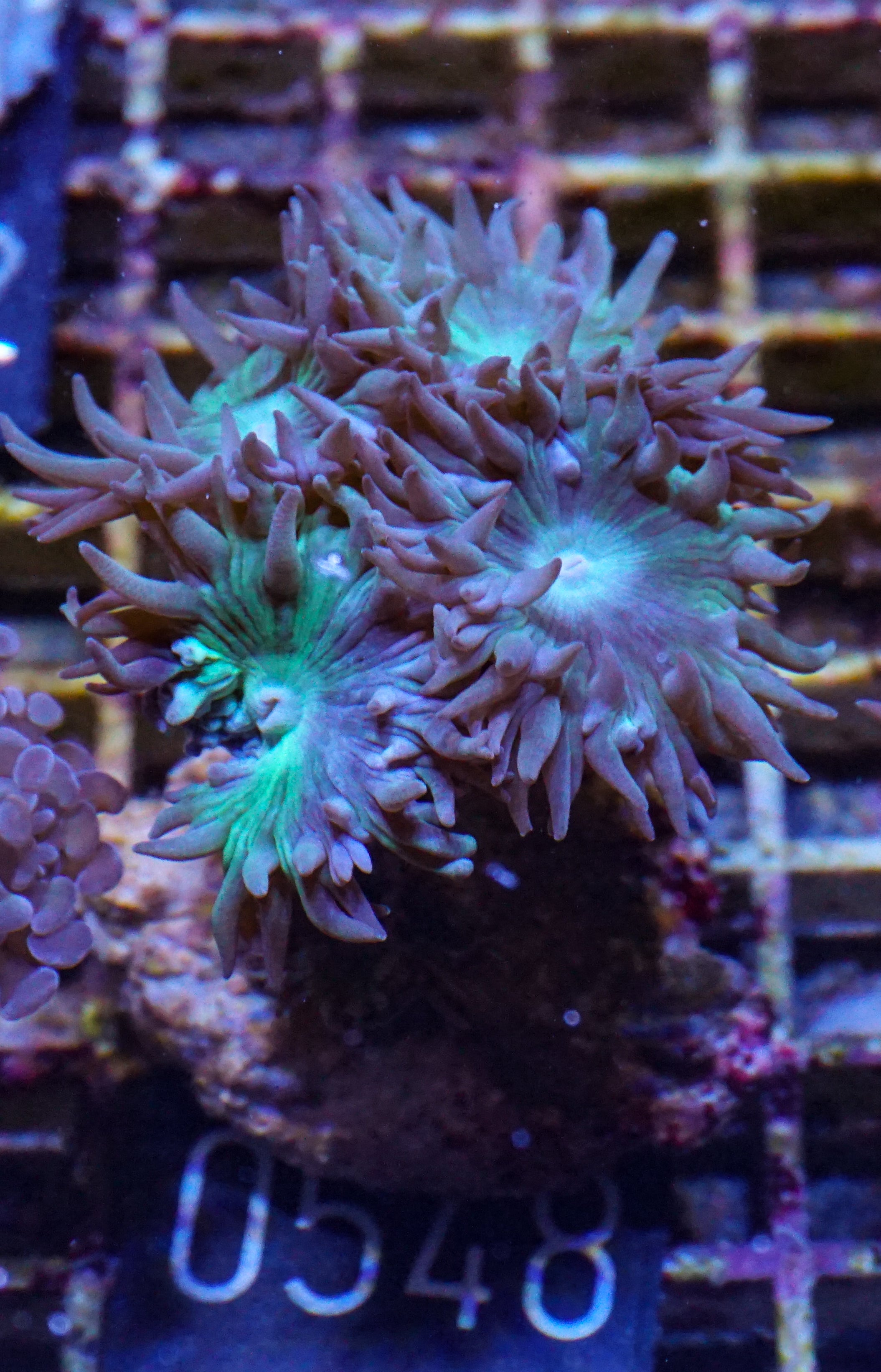Duncanopsammia axifuga “Bearded Coral”