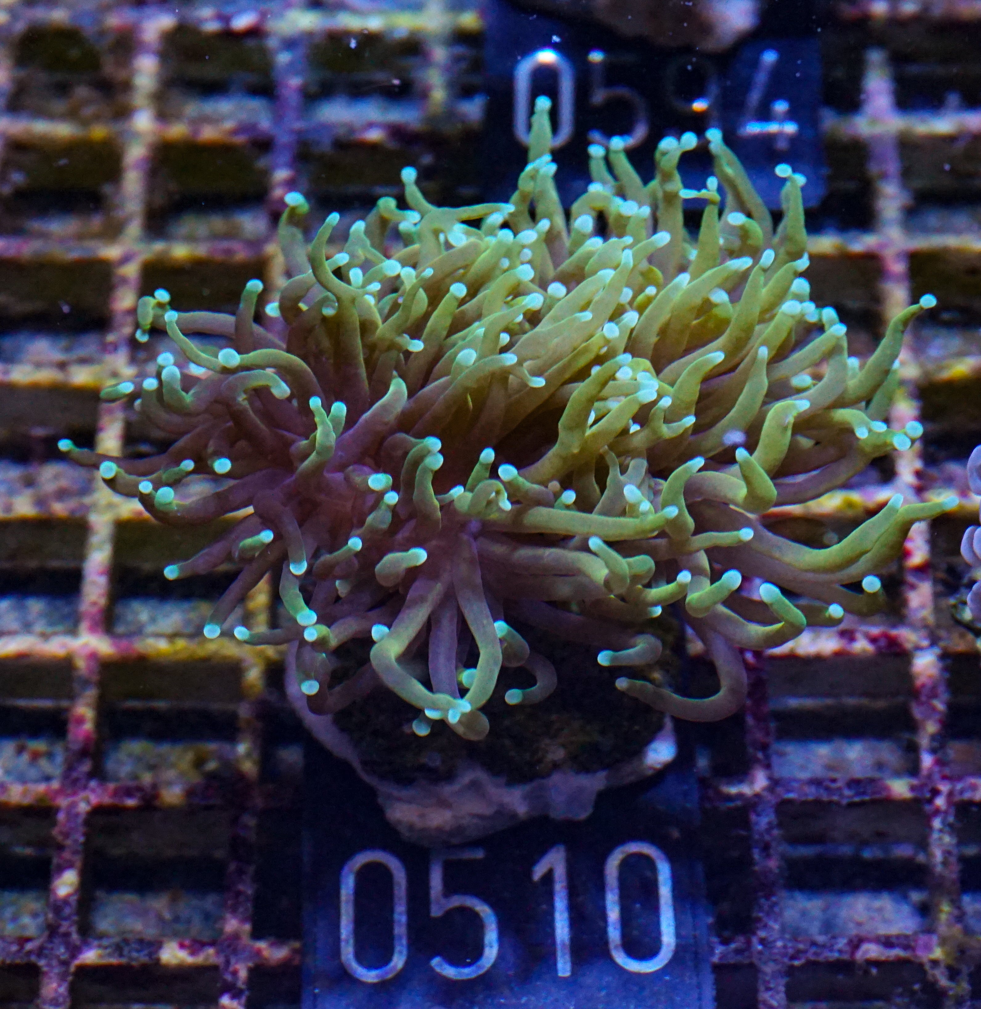 Euphyllia glabrescens "Dragon soul"