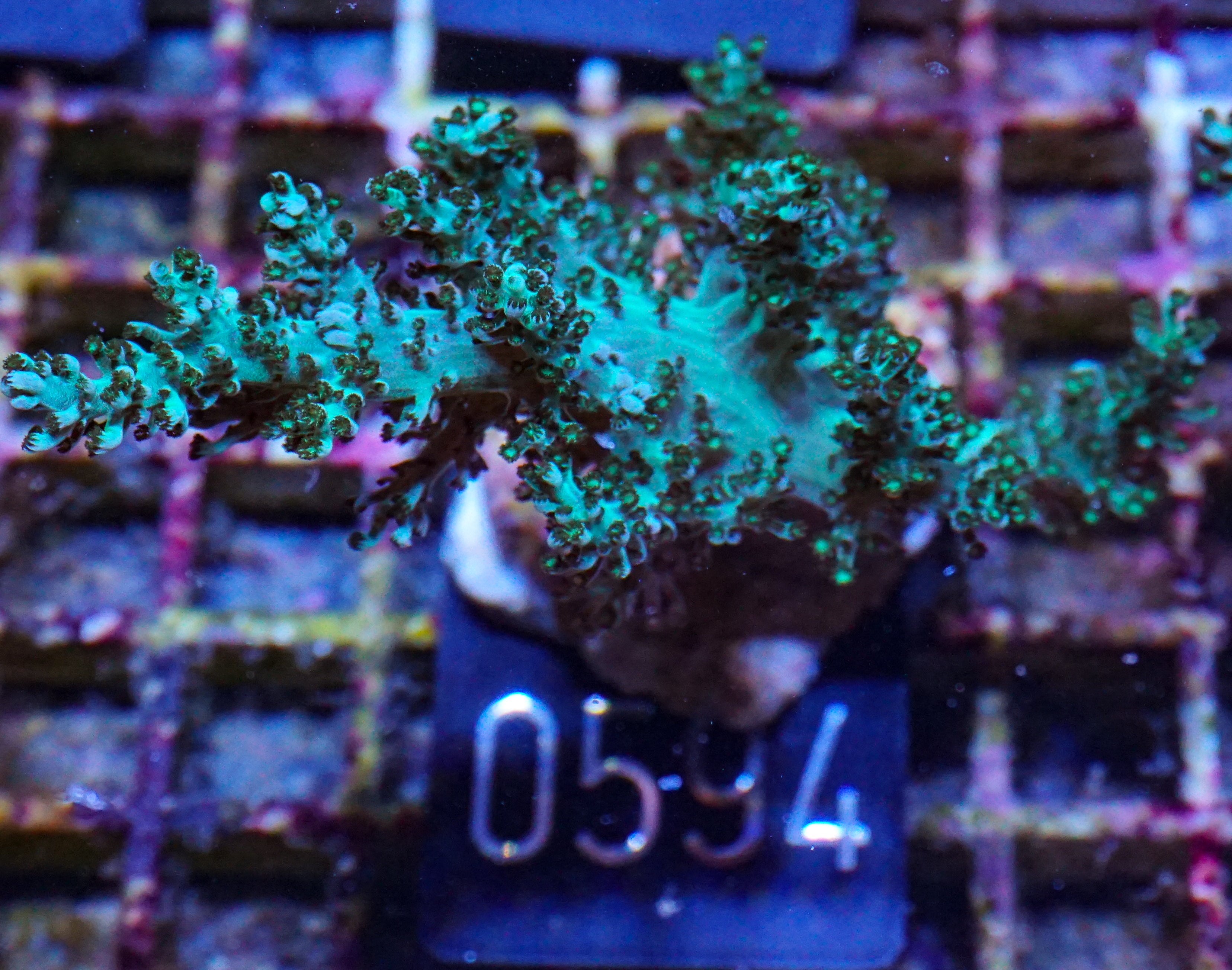 Capnella imbricata "grün"