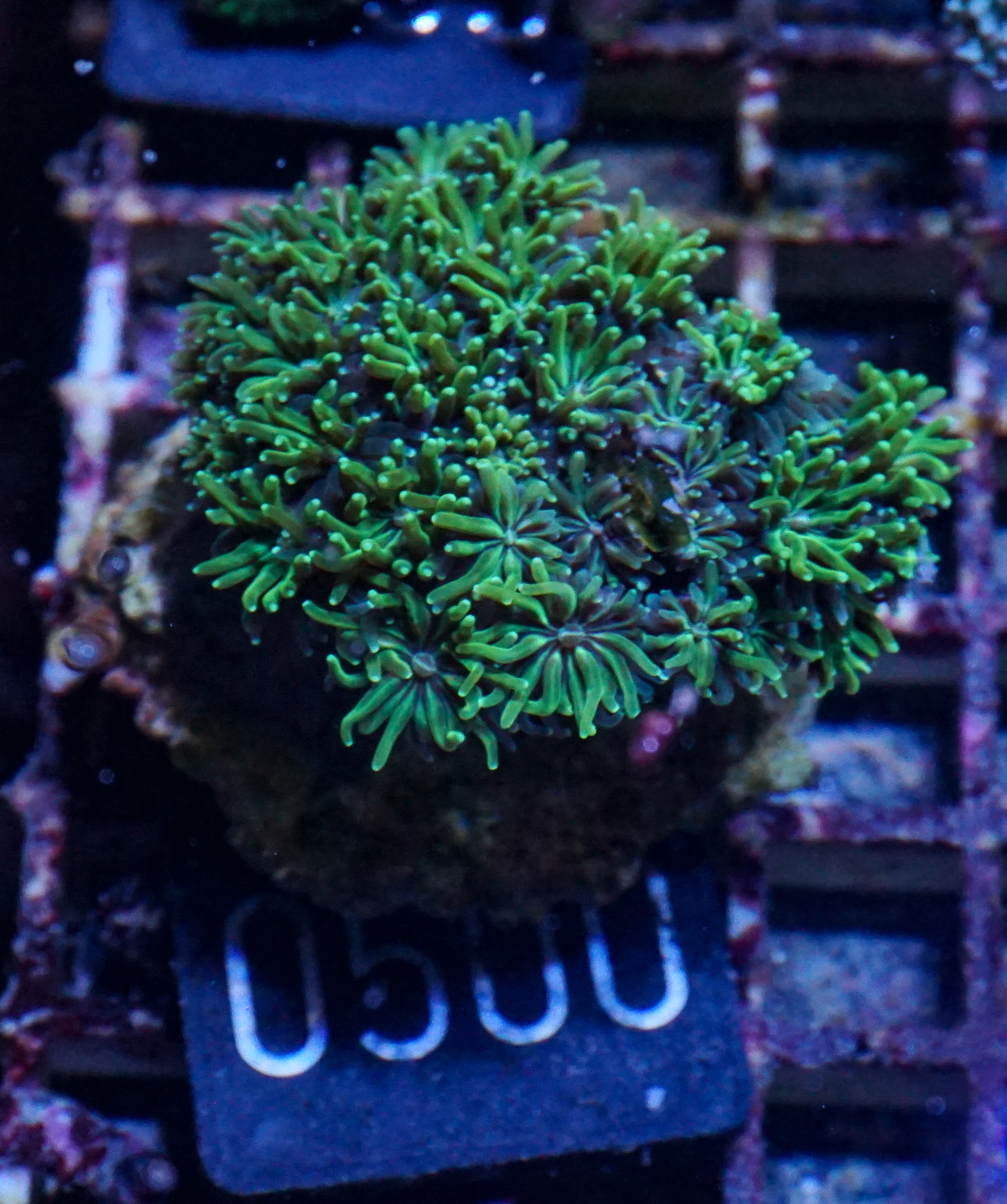 Galaxea fascicularis