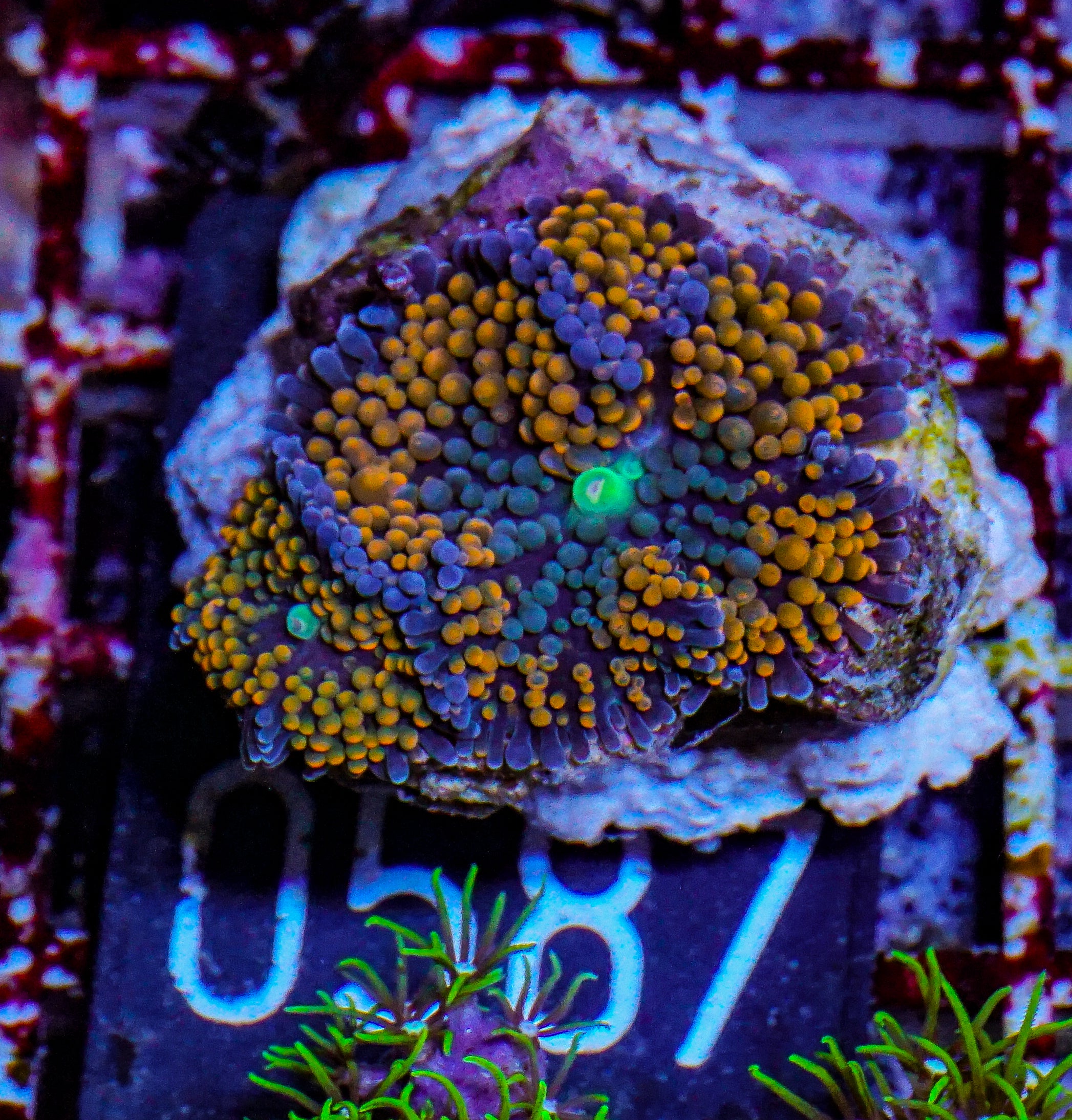 Ricordea florida "green"