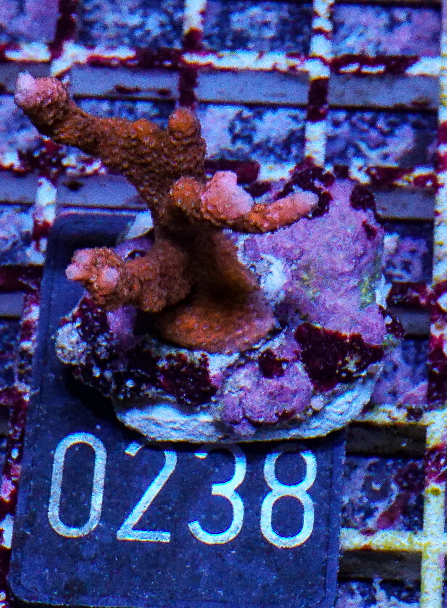 Montipora altasepta "digitata" red