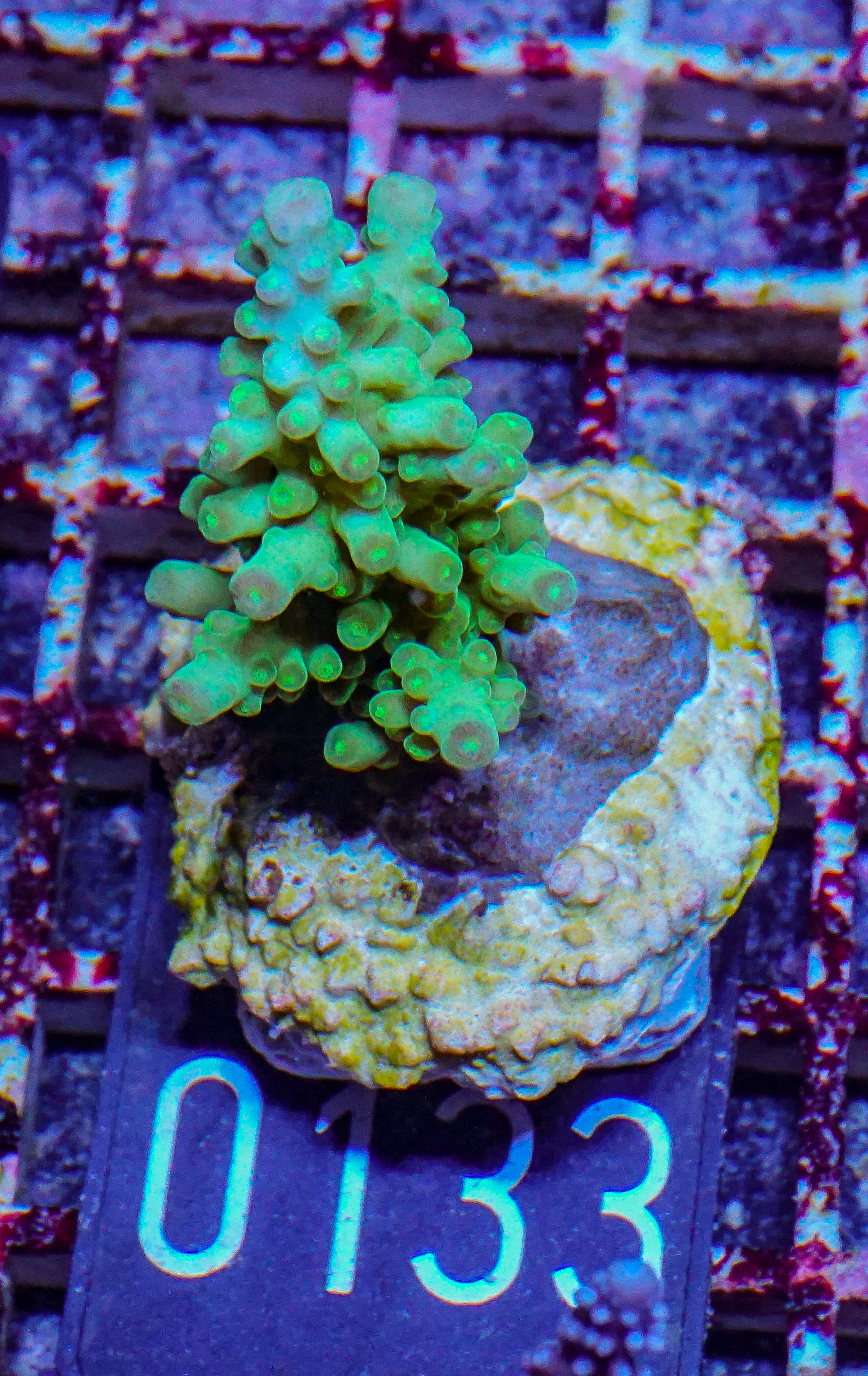 Acropora austera “golden age”