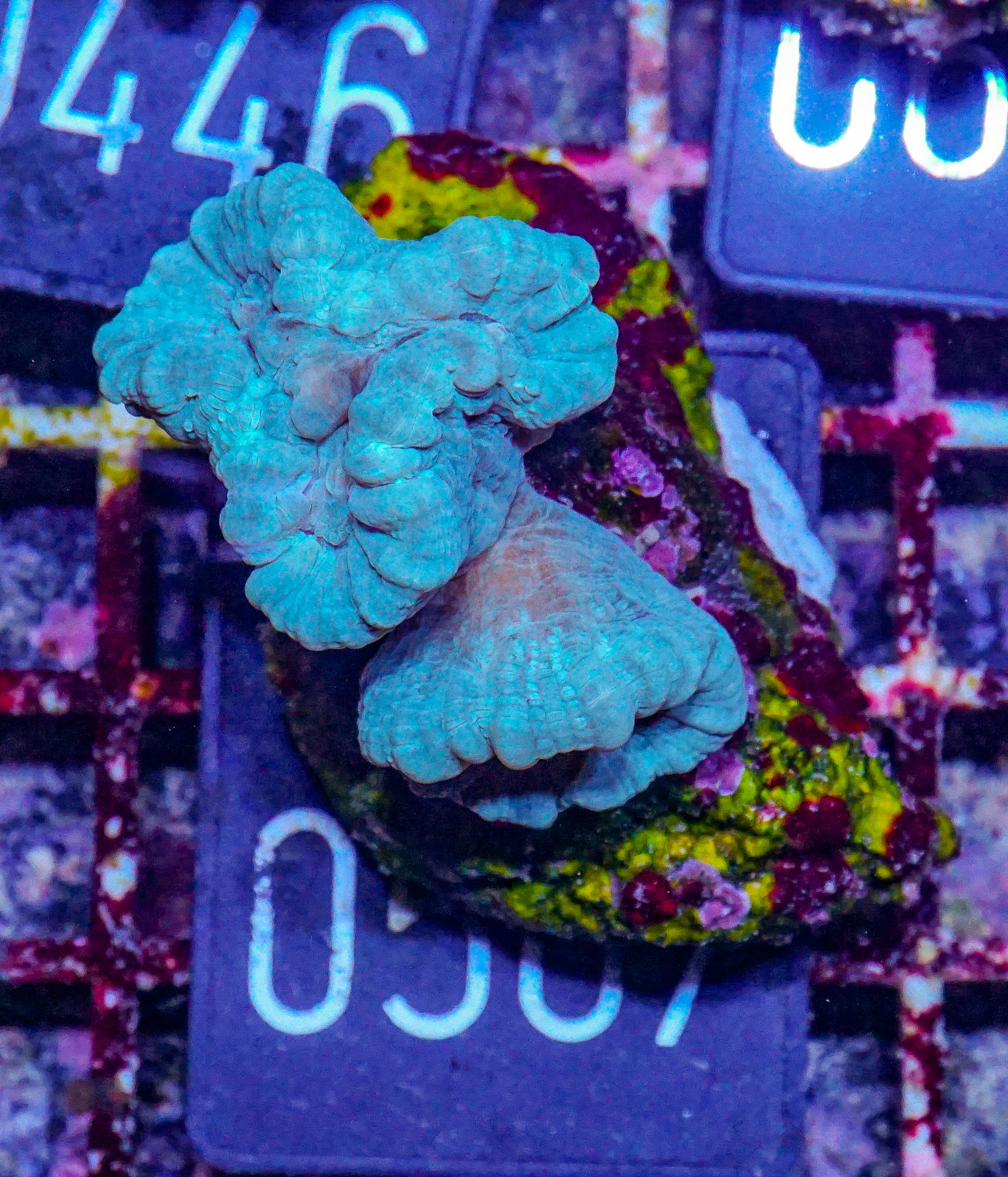 Caulastraea furcata "blau"