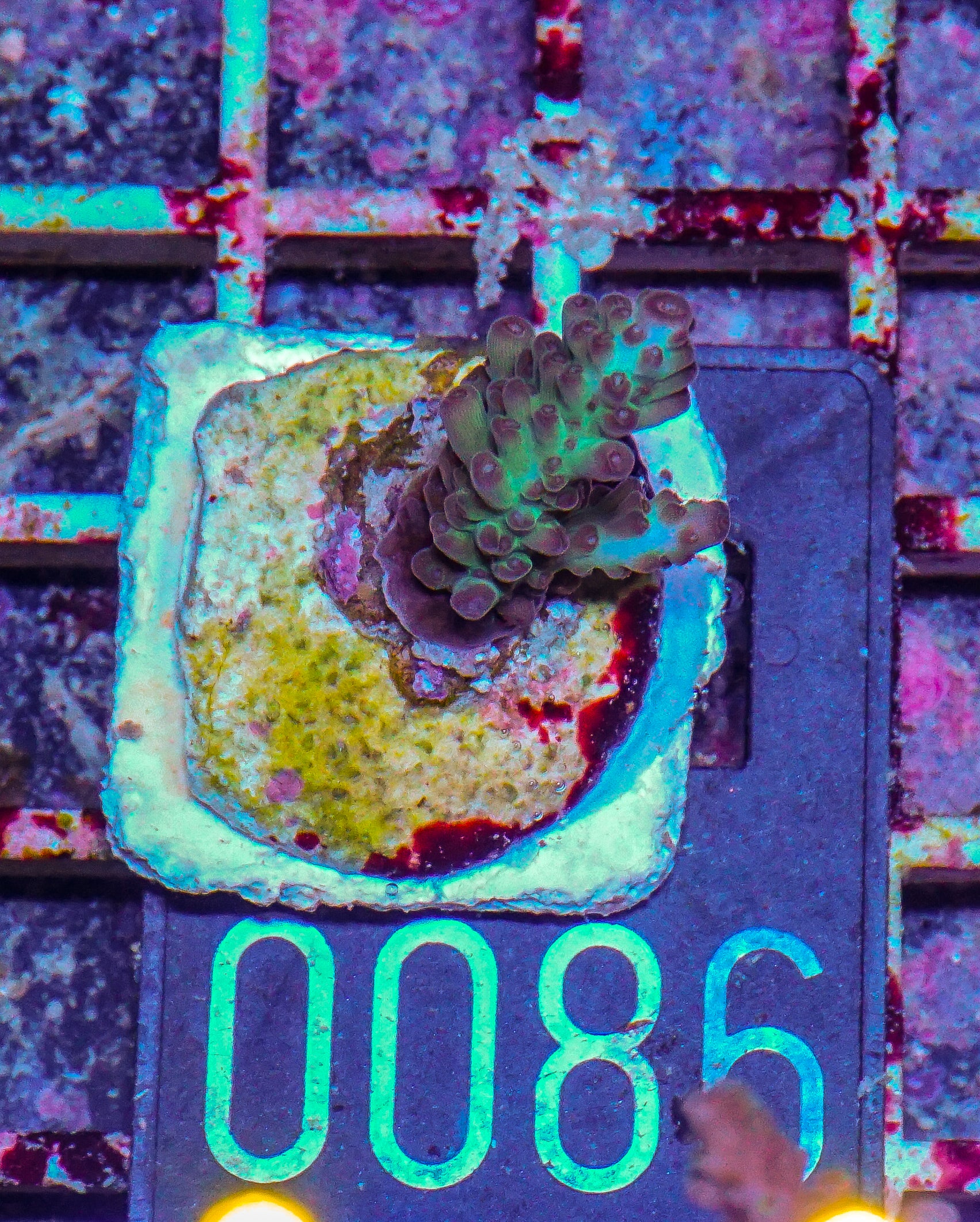 Acropora sp. "Ronnies dream"