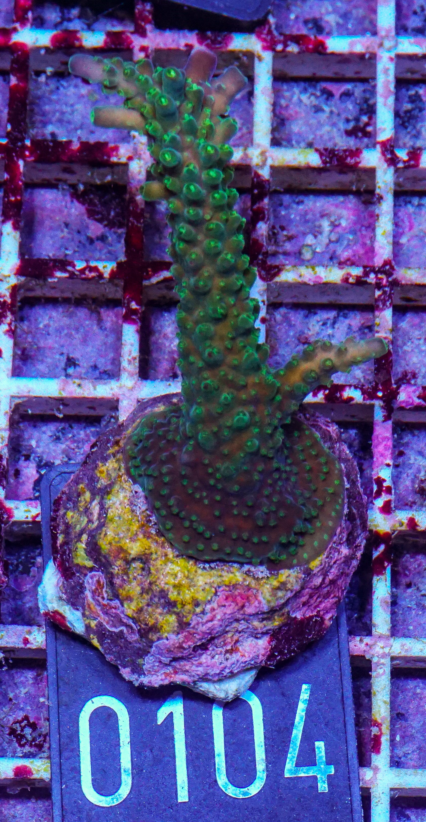 Acropora secale “Joker”