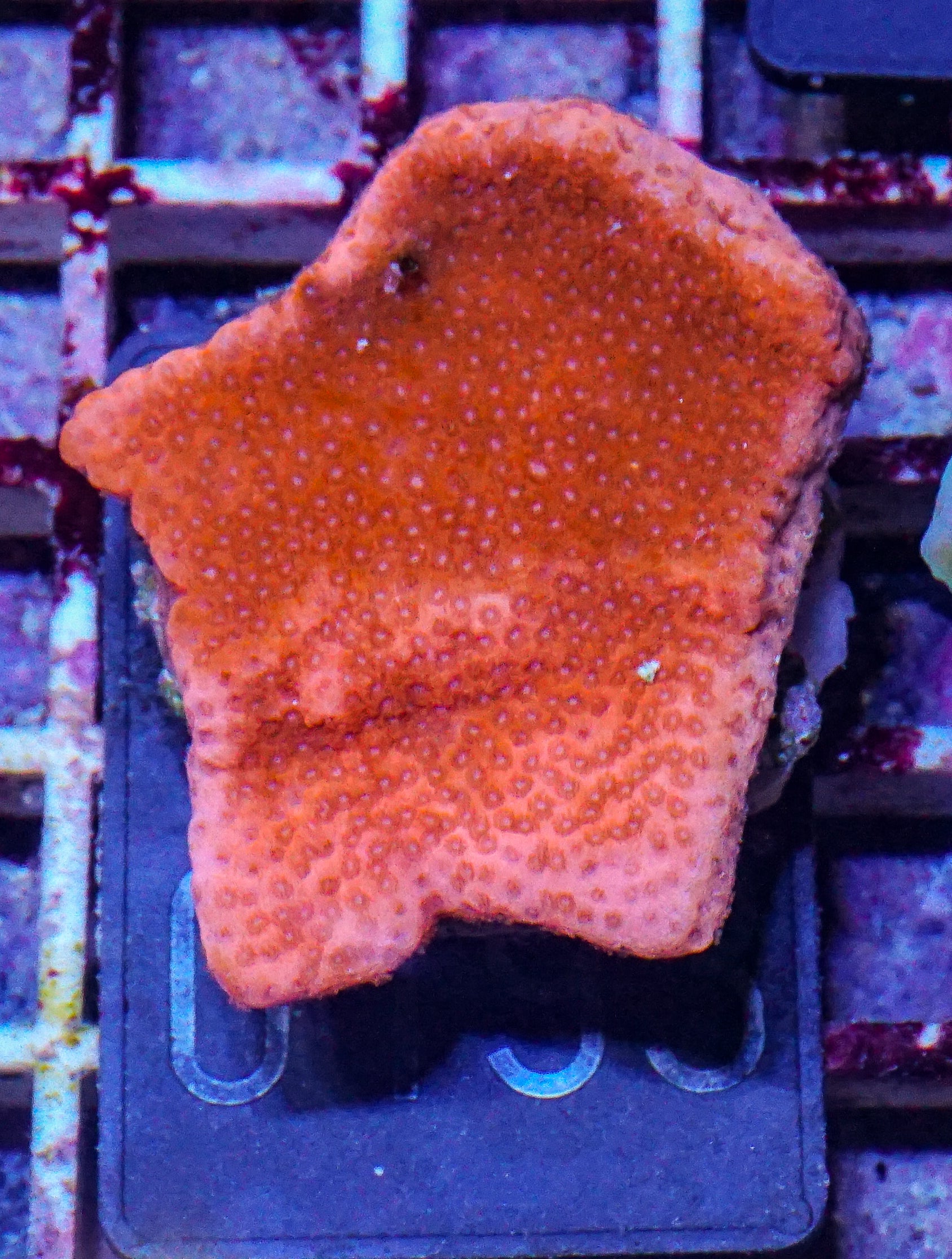Montipora mollis "red dragon"