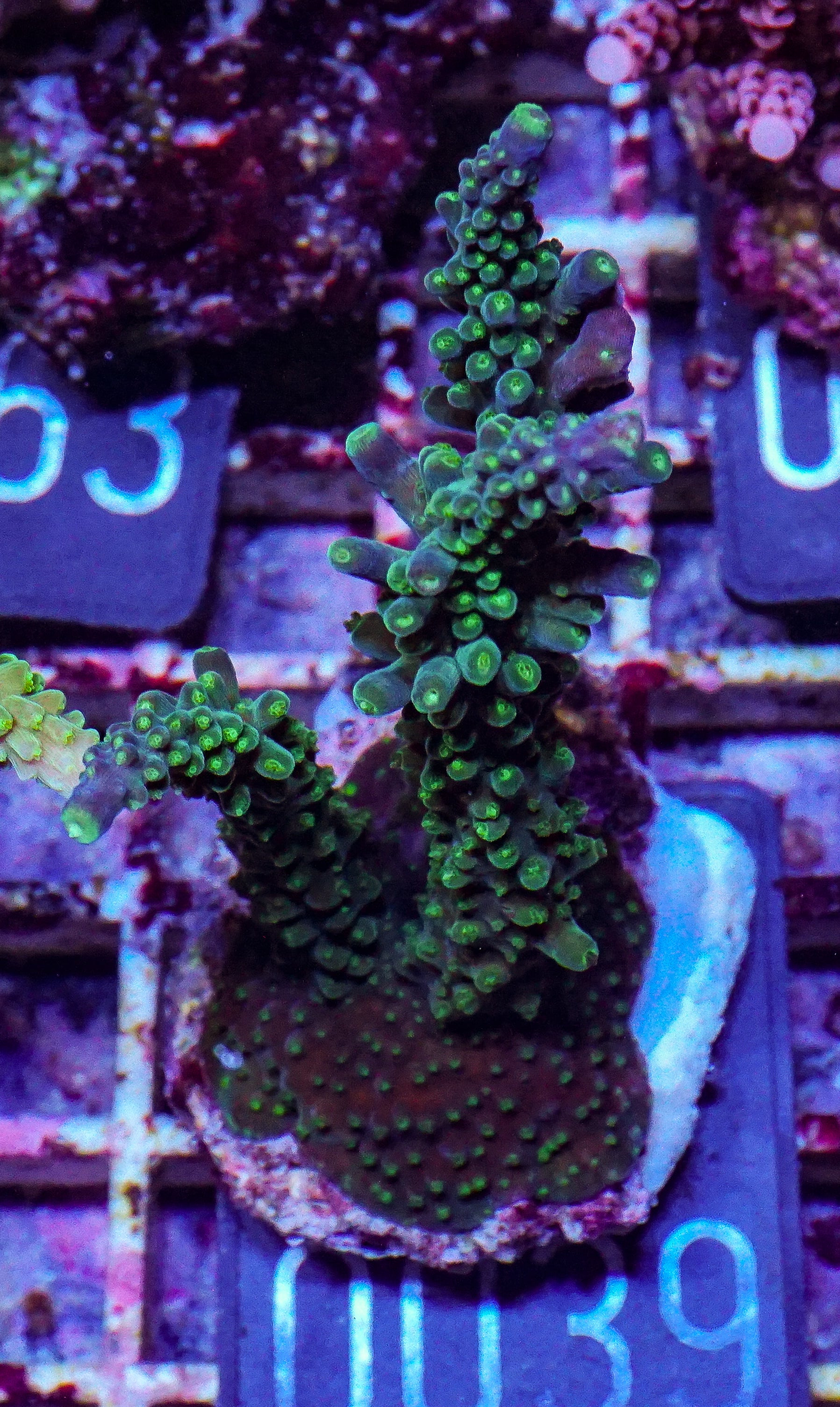 Acropora secale “Joker”