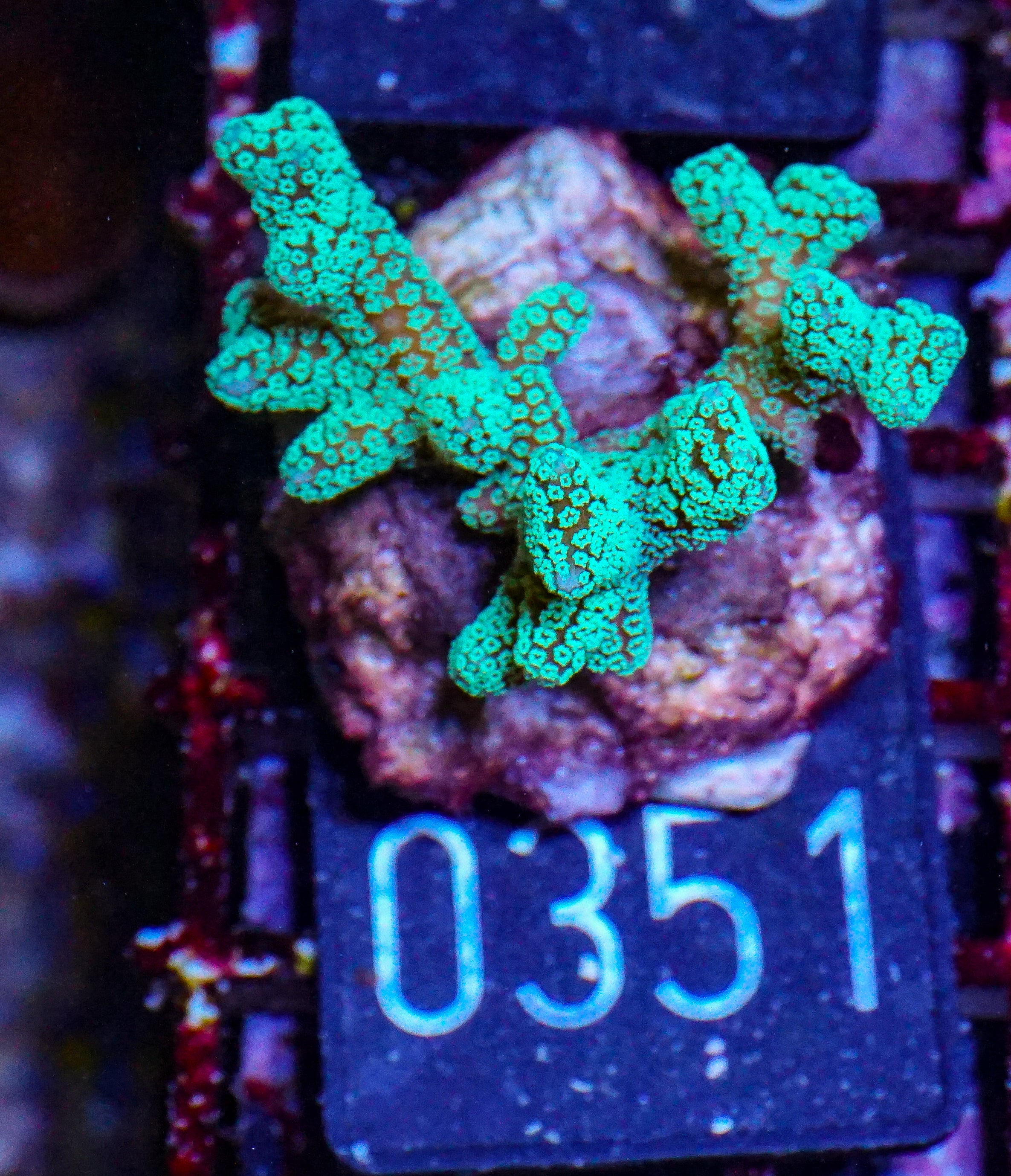 Seriatopora caliendrum "green"