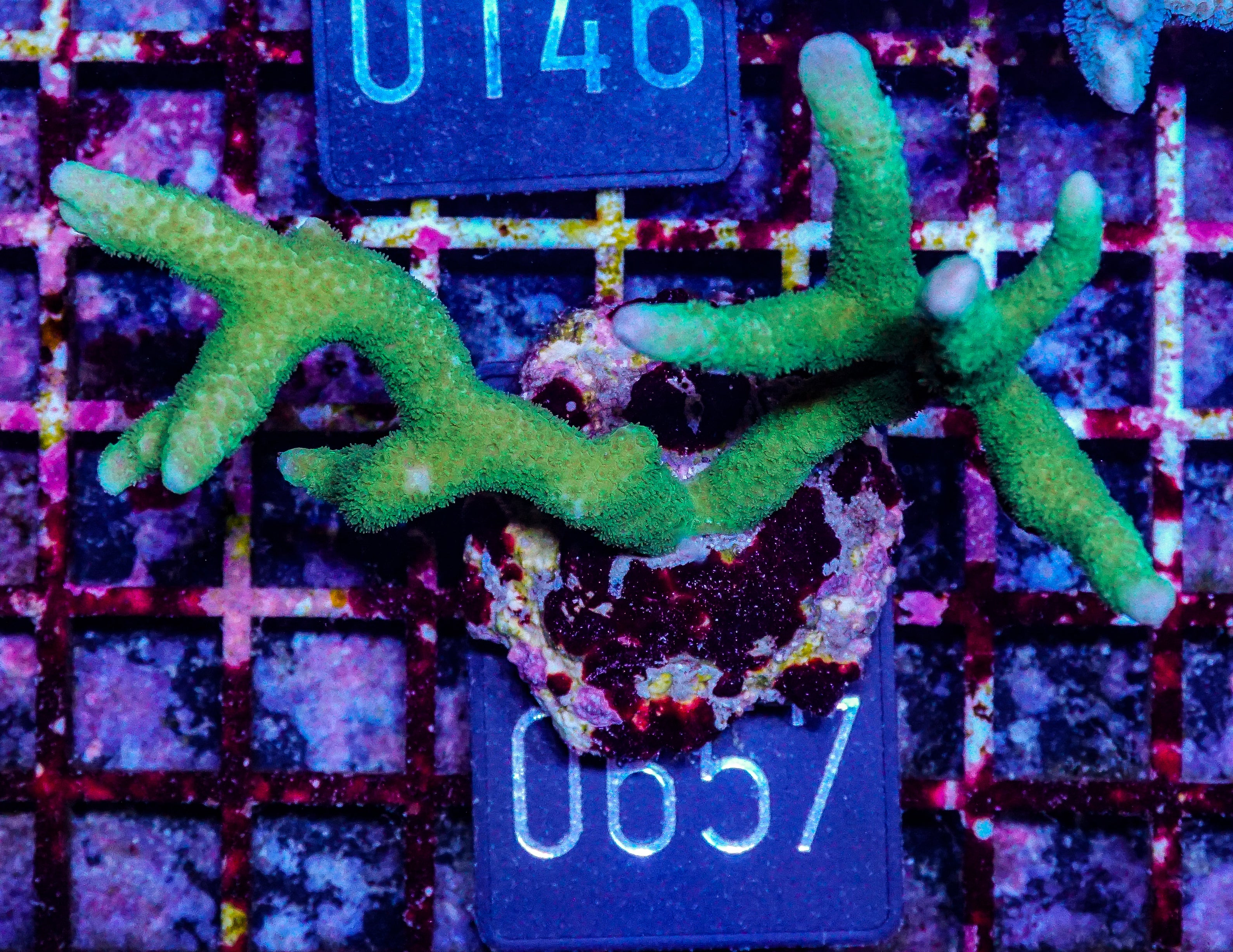 Montipora digitata purple